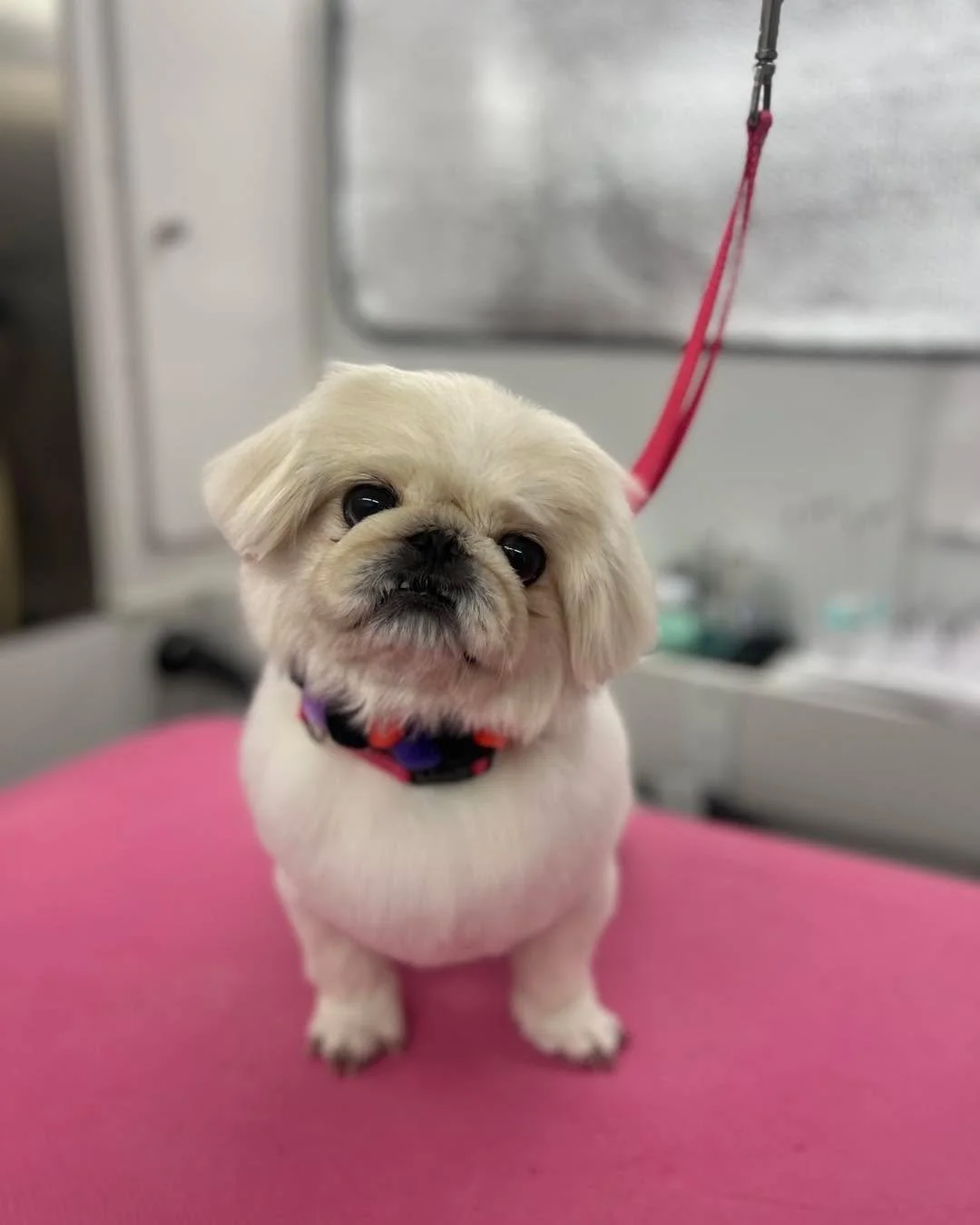 Wrapped up Spooky Season with some adorable new and familiar faces. 🎃🎀👻 

(Part 1/2 because it won&rsquo;t let me pick more than 10 pictures 🫣😭)