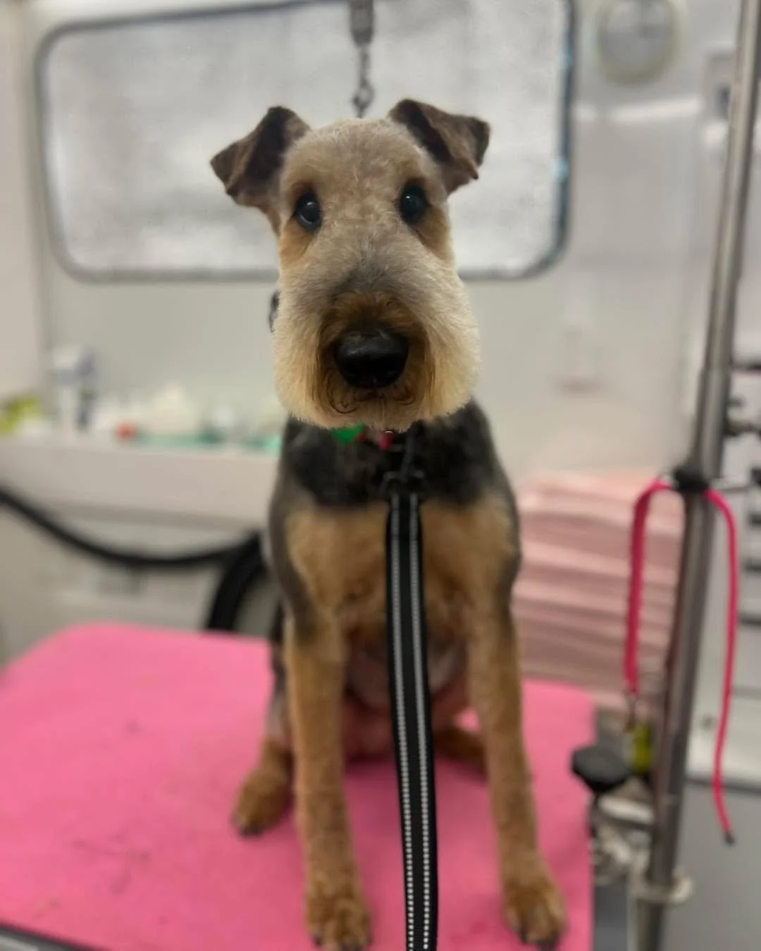 Lilly is always such a sweet girl for her haircut appointments!! She is so cute and smart. Airedales are one of my favorite breeds ever. 🥹🩷🐾
