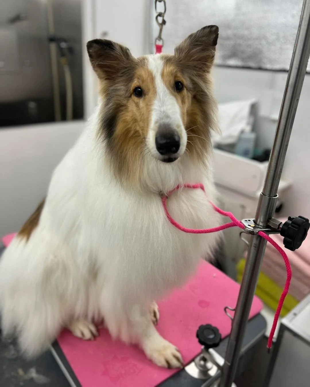 I had the pleasure of grooming my clients&rsquo; new foster dog, Iris, yesterday! She was such a sweetheart and did a fabulous job. What a beautiful, smart girl she is!! 😍🩷🐾