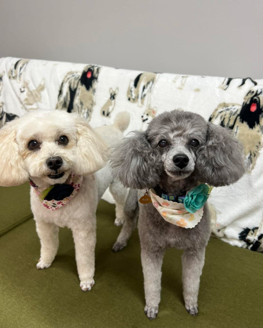 Happy Friday from Ginger and Ellie! 🥰🩷🐾
