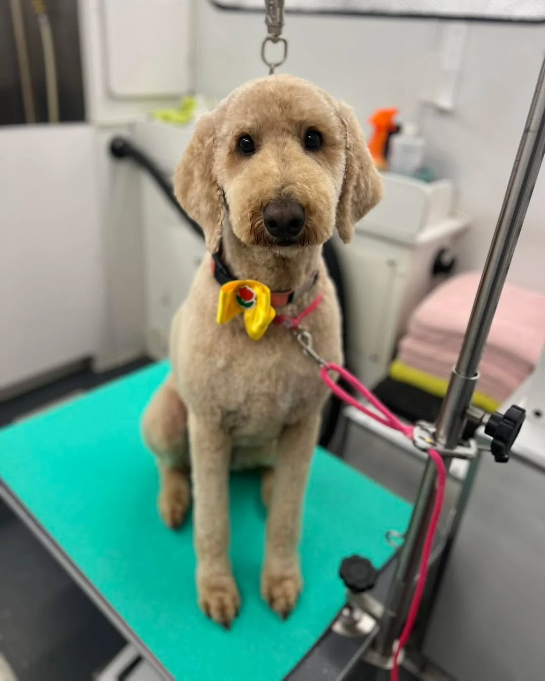 Macy was such a good girl for her first haircut with me! I loved meeting her and pampering her for her spaw day!! 🛁🩷🐶🫧