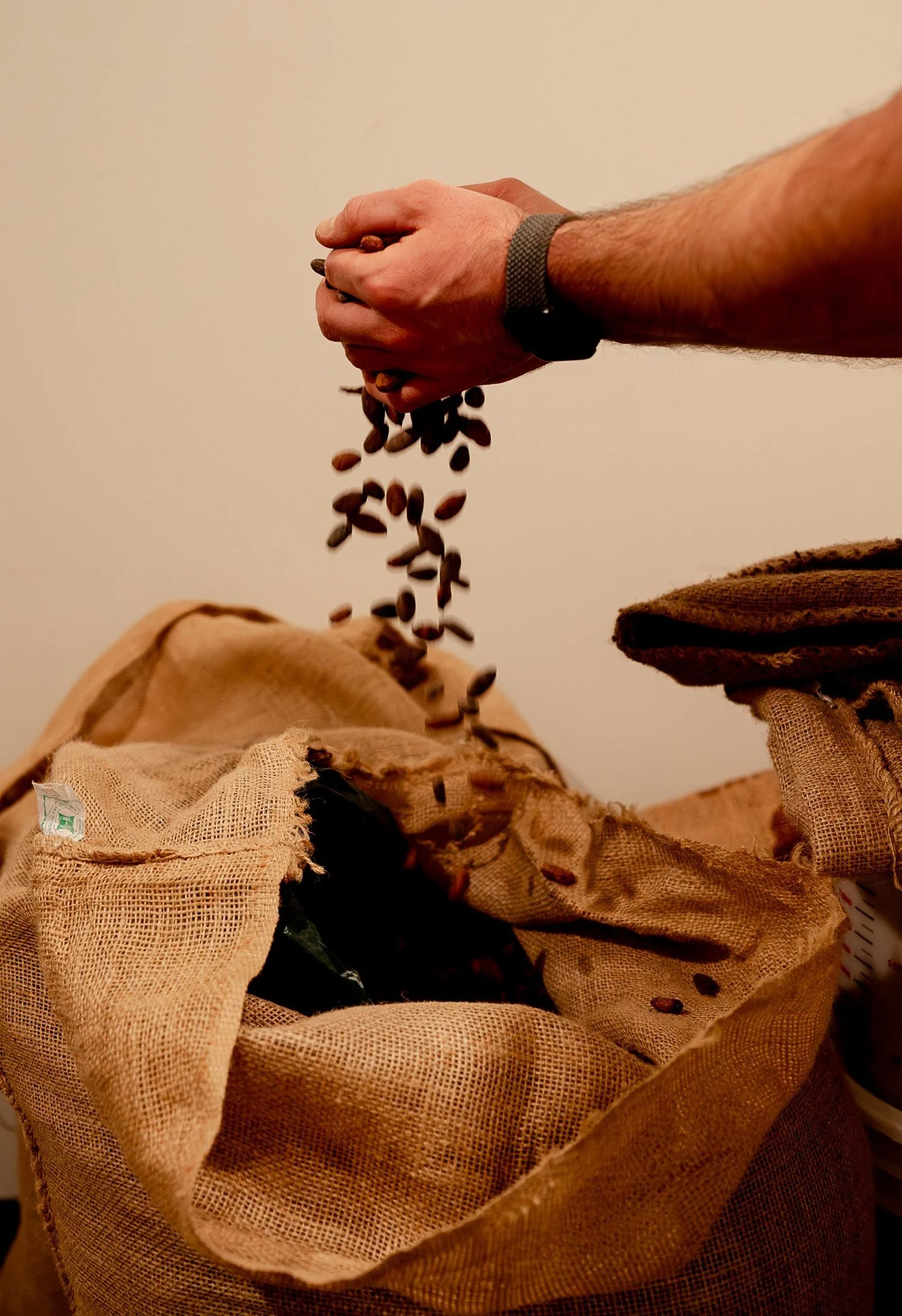 Cacao beans being sorted