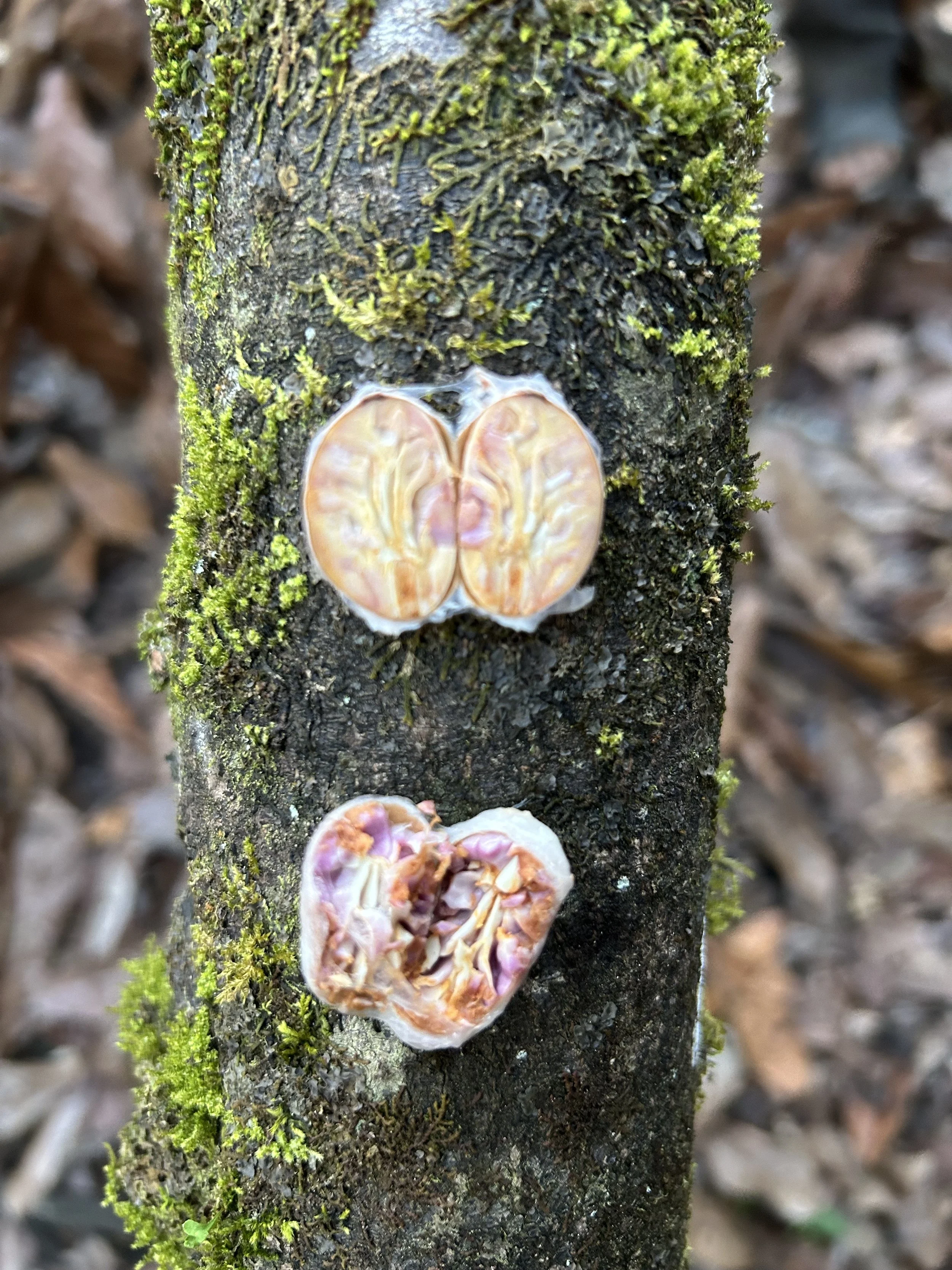 White cacao bean pods growing on a mossy trunk