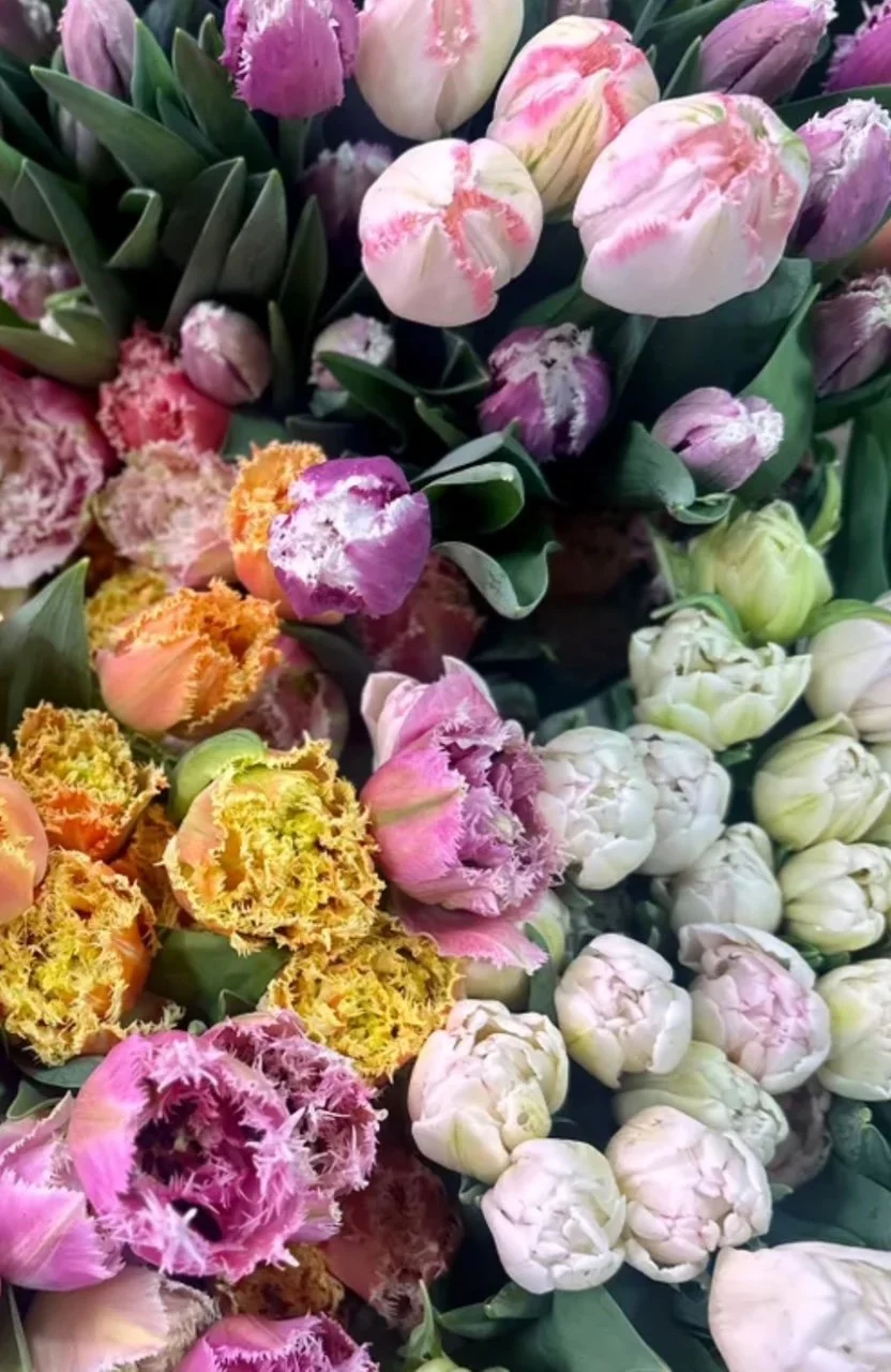 mixed tulips in winter, local tulips, holladay flower farm, tulip subscription