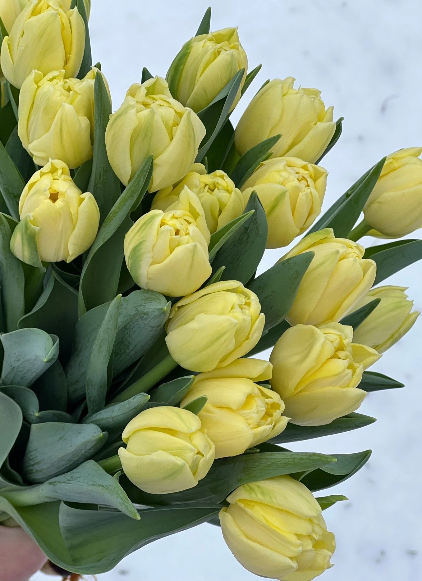 winter tulips, locally grown, holladay utah, winter tulip subscription, local flower farm