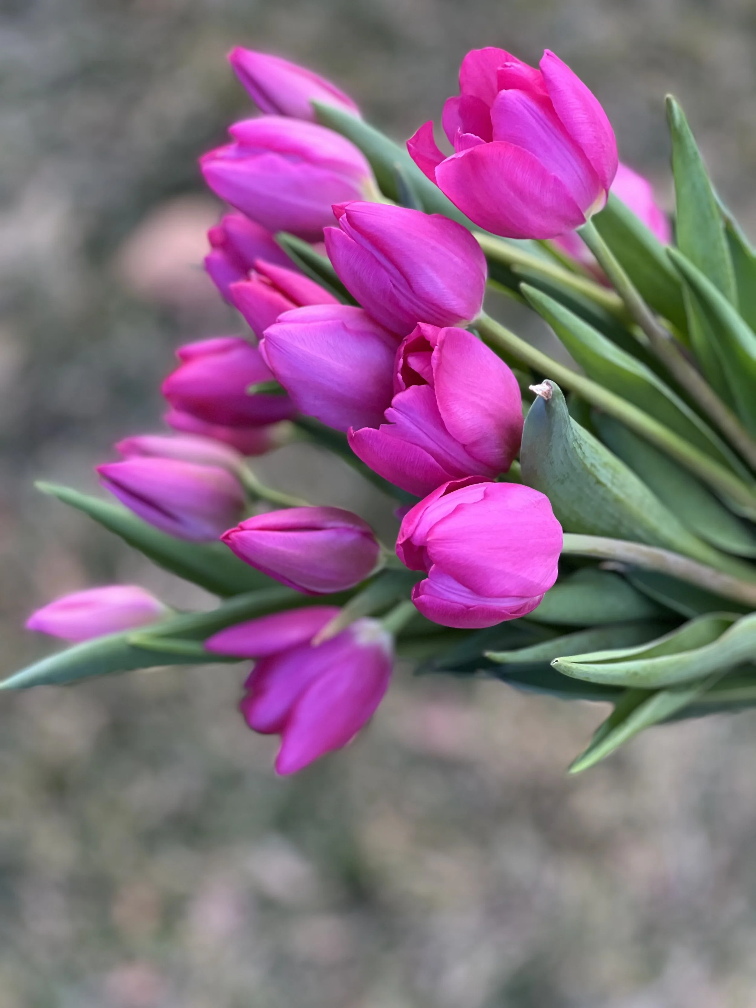 winter tulips, locally grown, holladay utah, winter tulip subscription, local flower farm