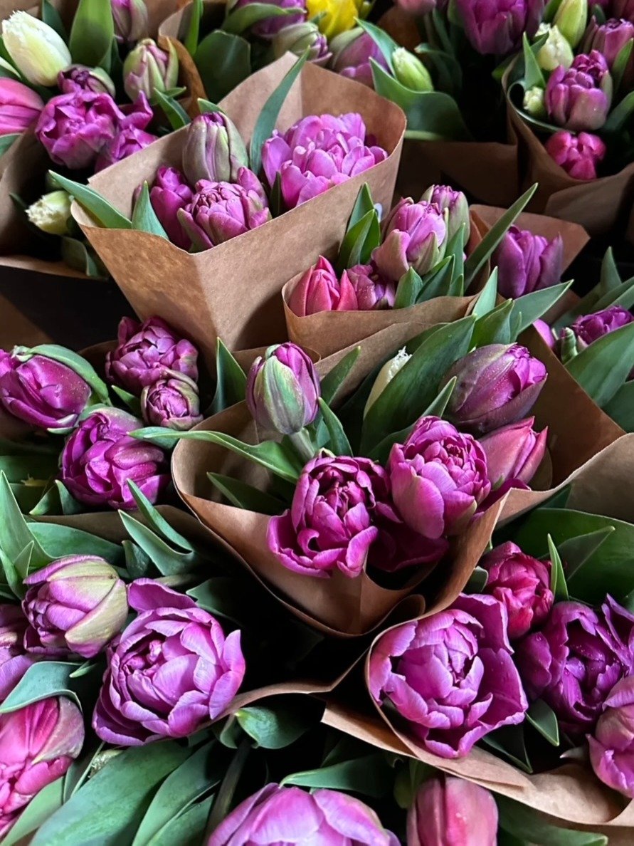 winter tulip subscription, winter tulips, locally grown, holladay utah,