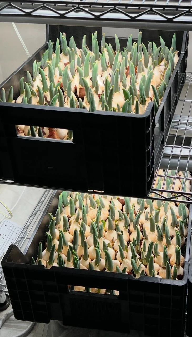 growing hydroponic tulips, local tulips, holladay utah, flower farm
