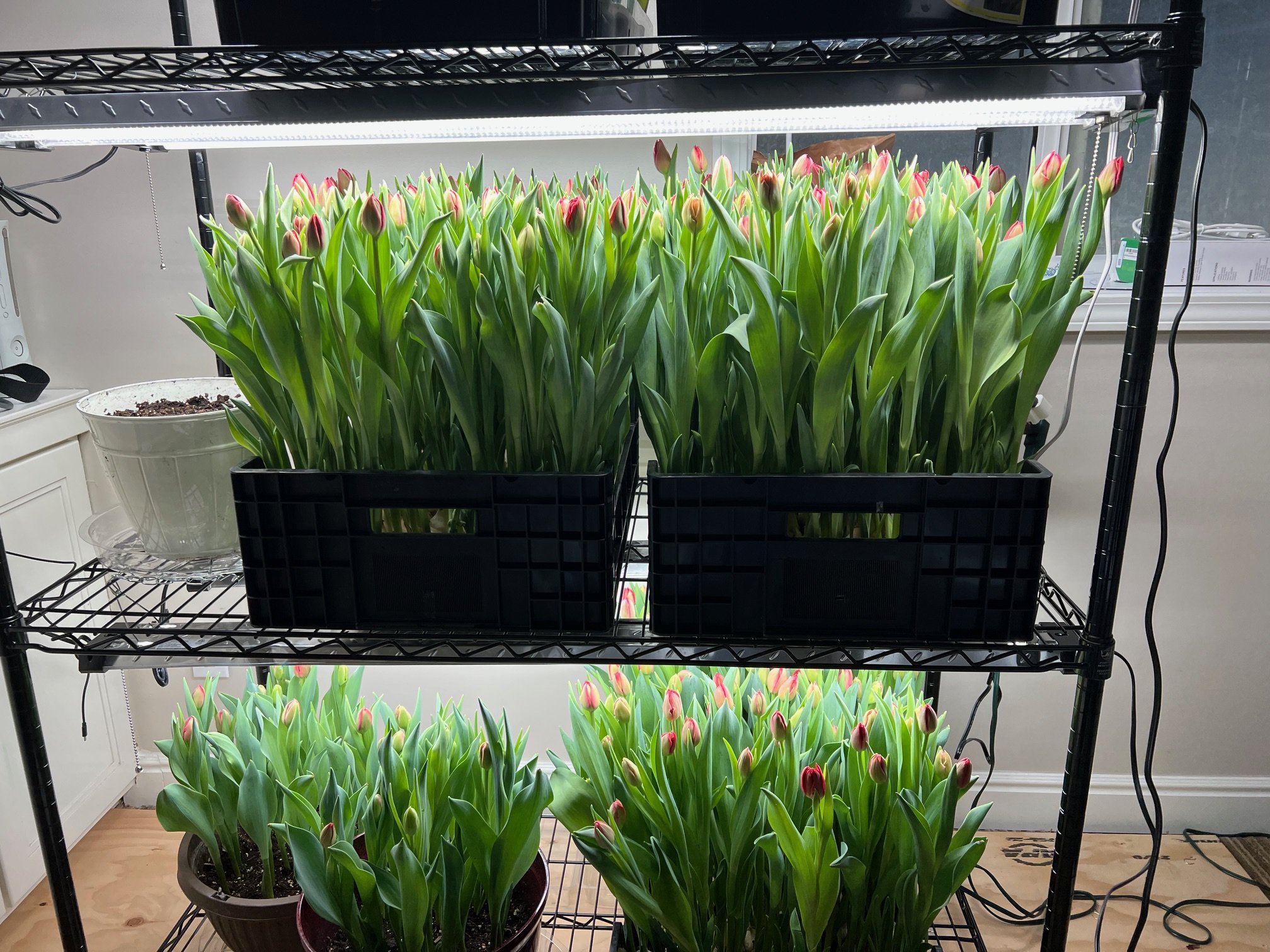hydroponic tulips, locally grown, holladay utah