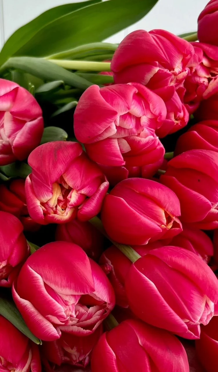 local grown tulips, flower farm, holladay utah, valentine's day