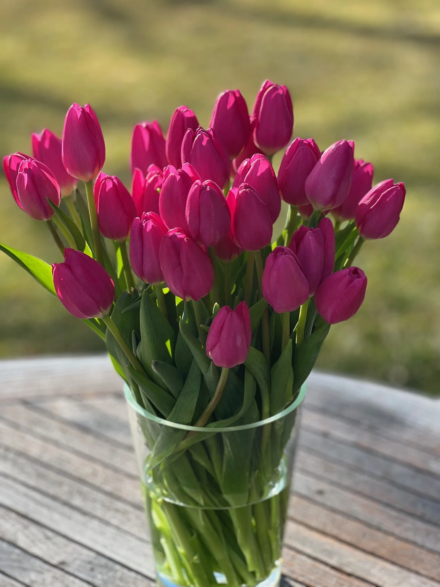 local grown tulips, flower farm, holladay utah, valentines day