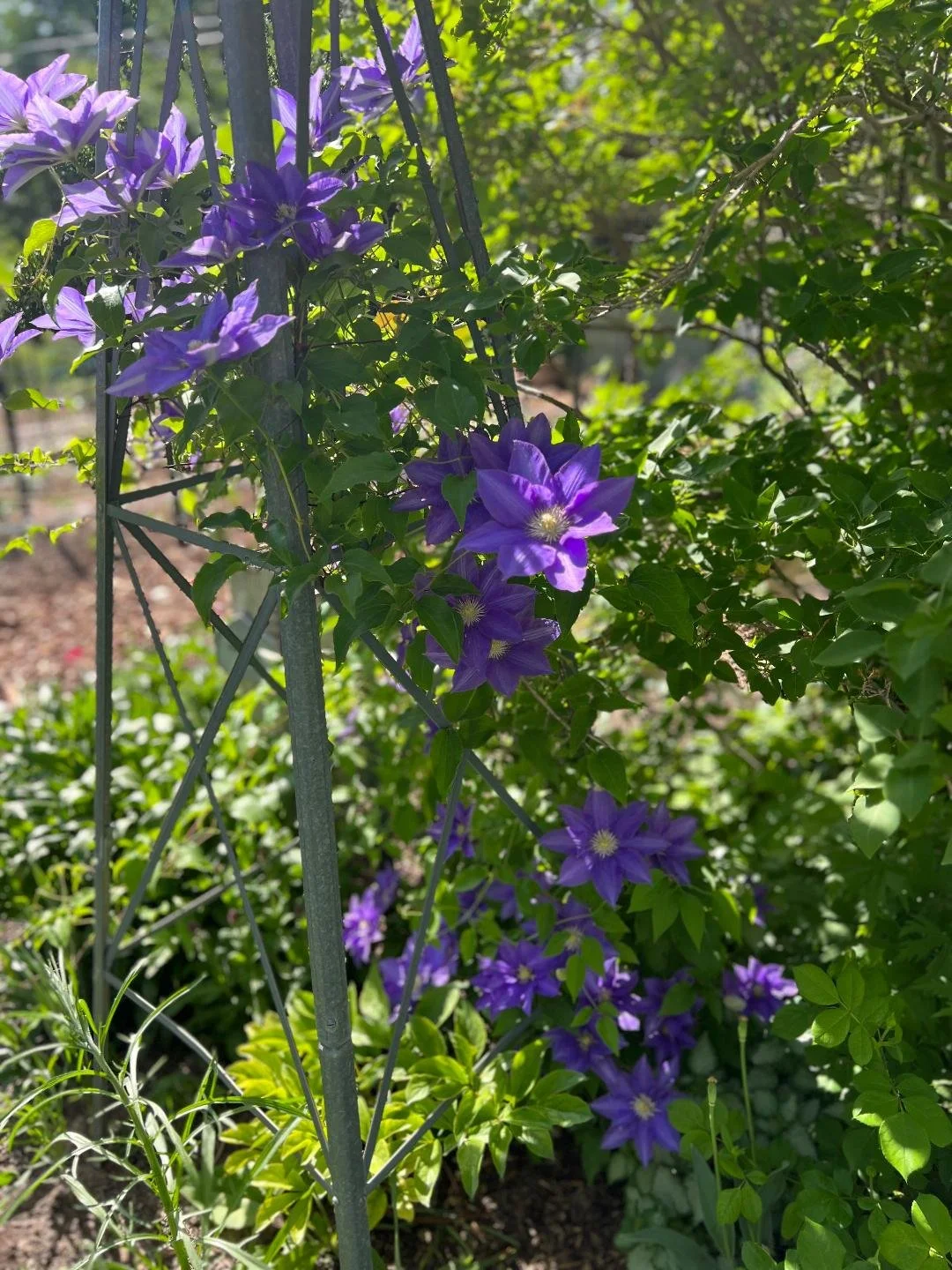farm flowers, holladay utah