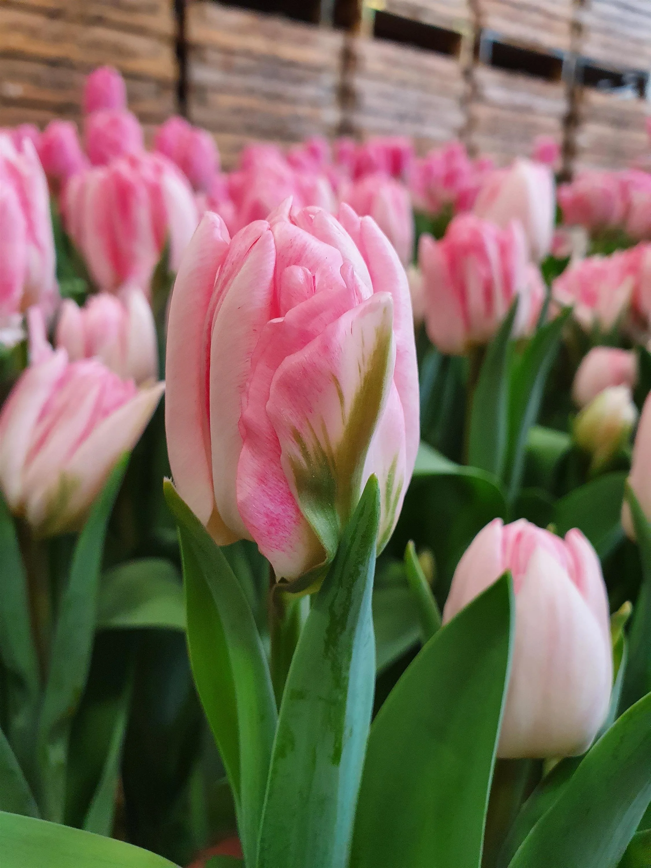 tulips blooming on the farm, holladay utah