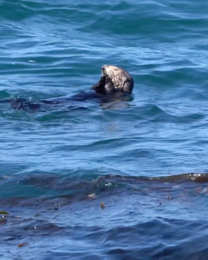 sea otter eco tours reviews