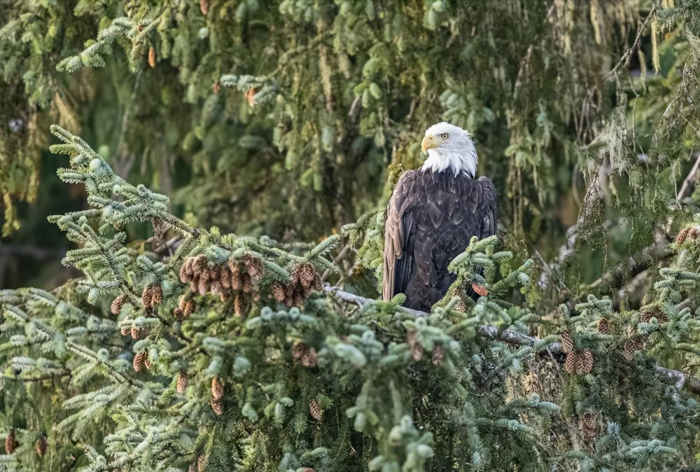 Eagle lookout Steven Adams.jpg