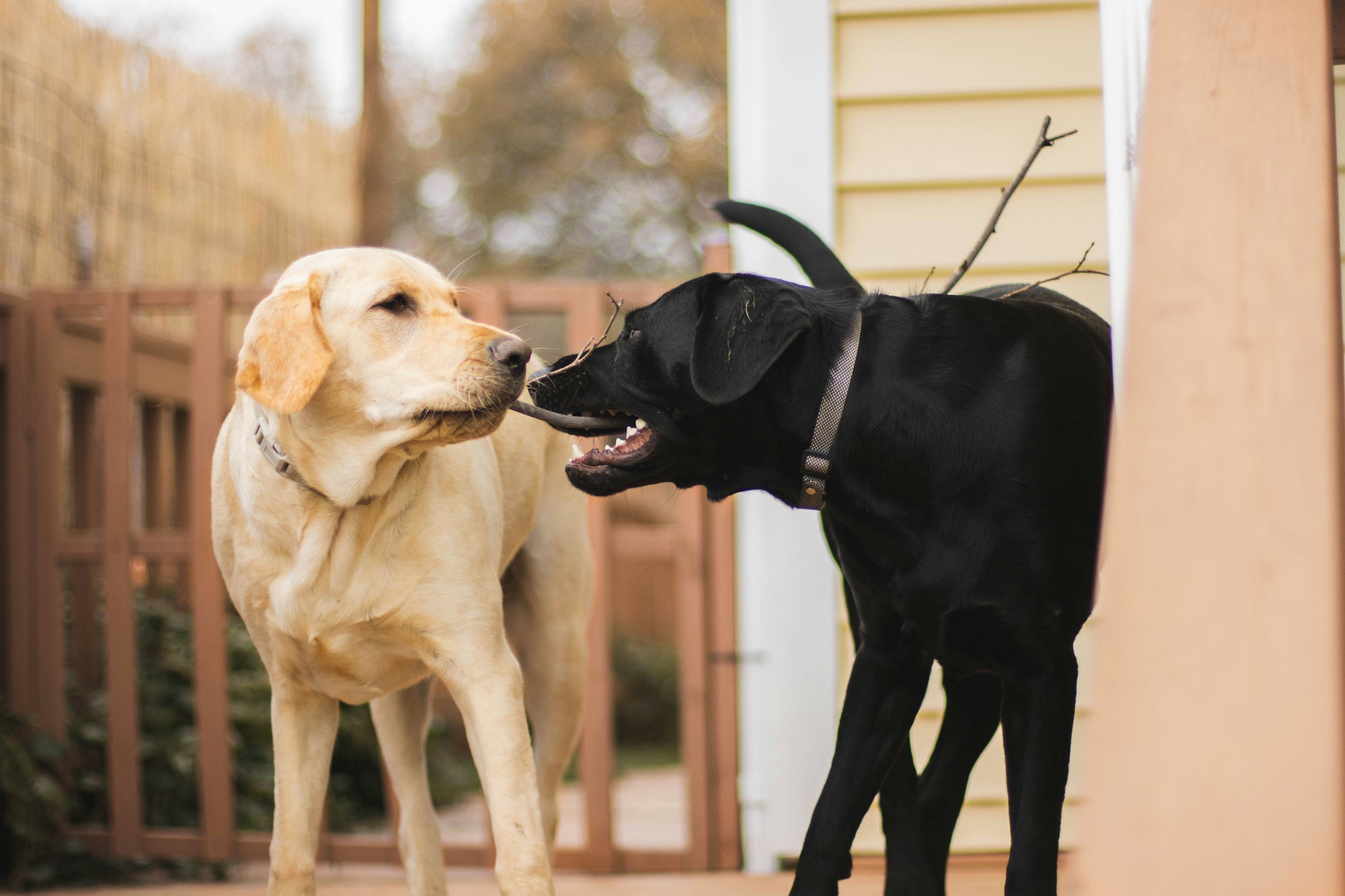 Should You Get Another Dog?