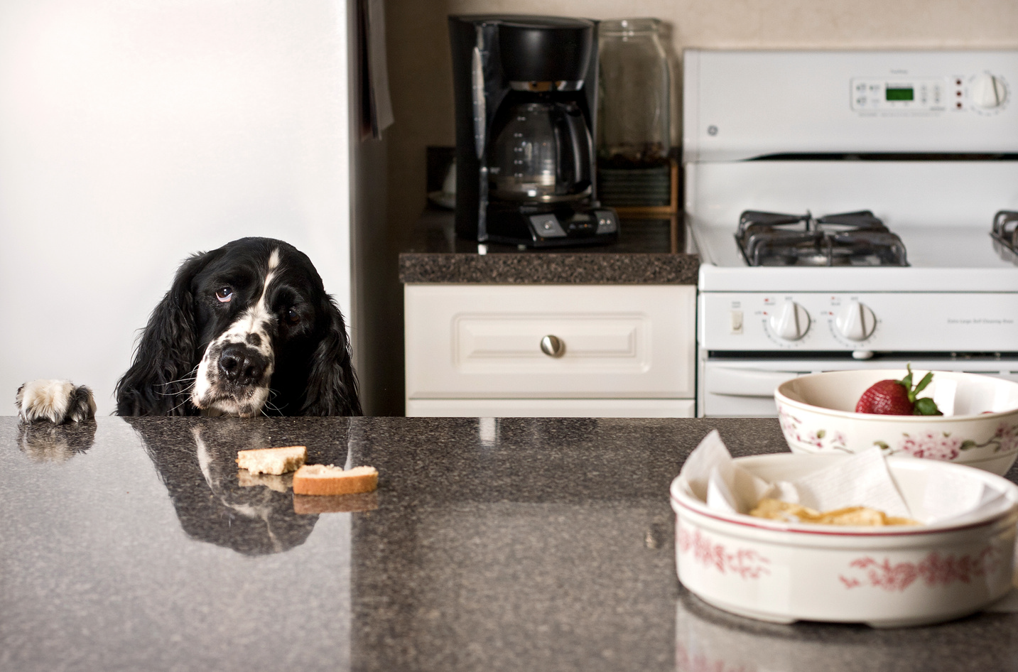 Your Dog Isn’t THAT Bad… Is Training Still Worth It?