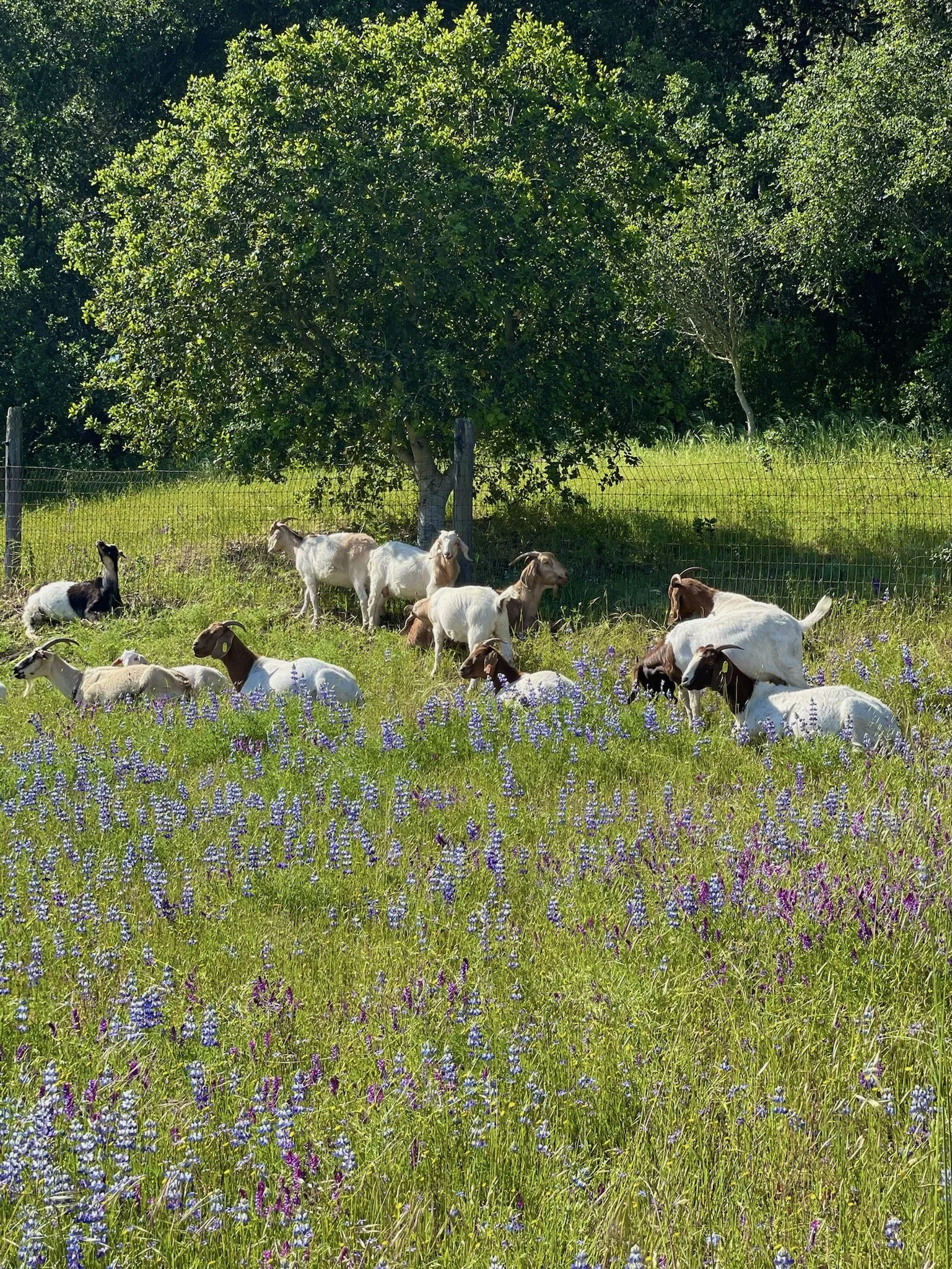 Lupin Meets Goat