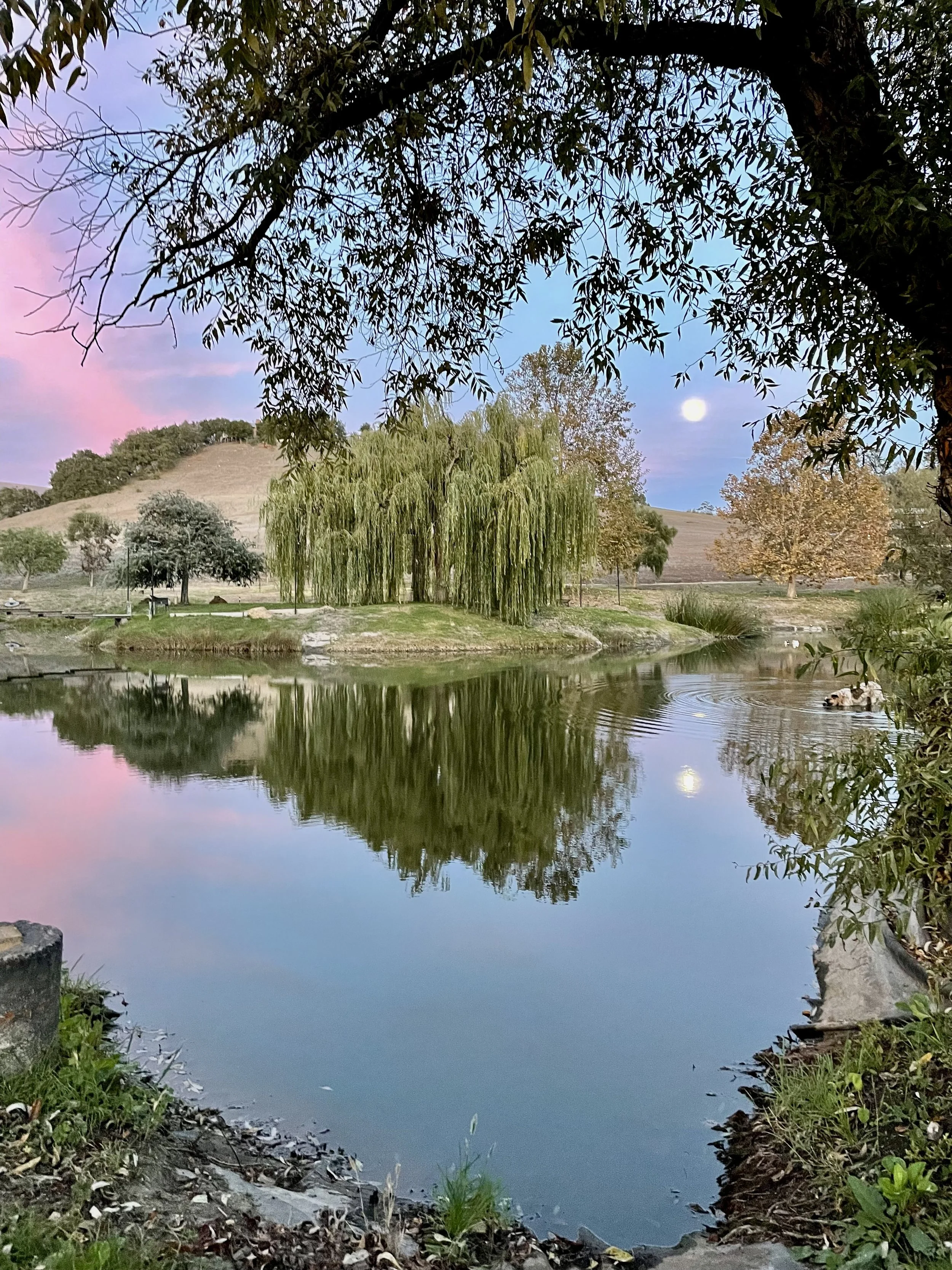 Scenic view of a pond surrounded by trees, including a weeping willow, with hills in the background and the moon visible in the sky, reflected in the water.