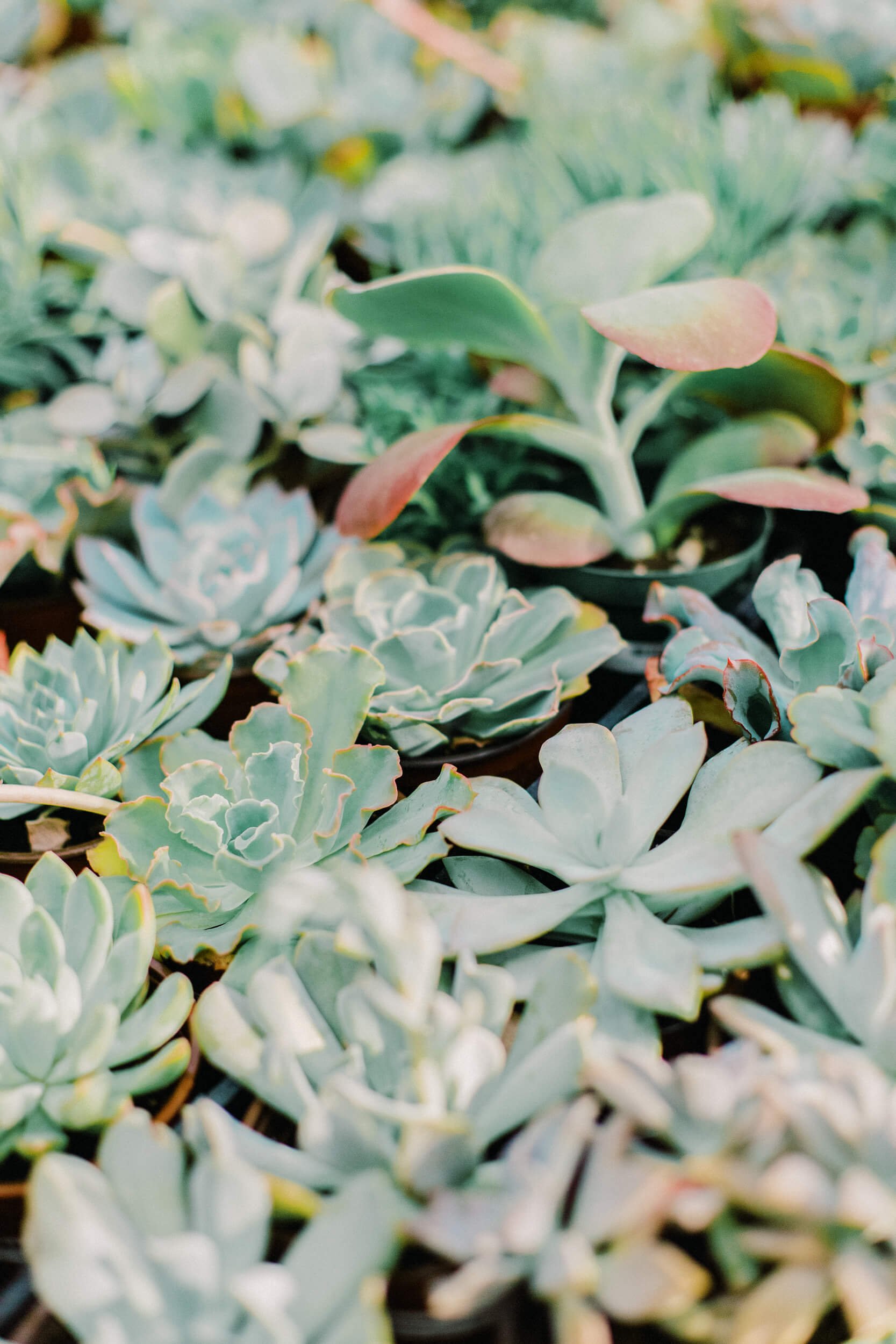 LDS_Luxury_Wedding_Photographer_Salt_Lake_City_Wedding_Photographer-30.jpg