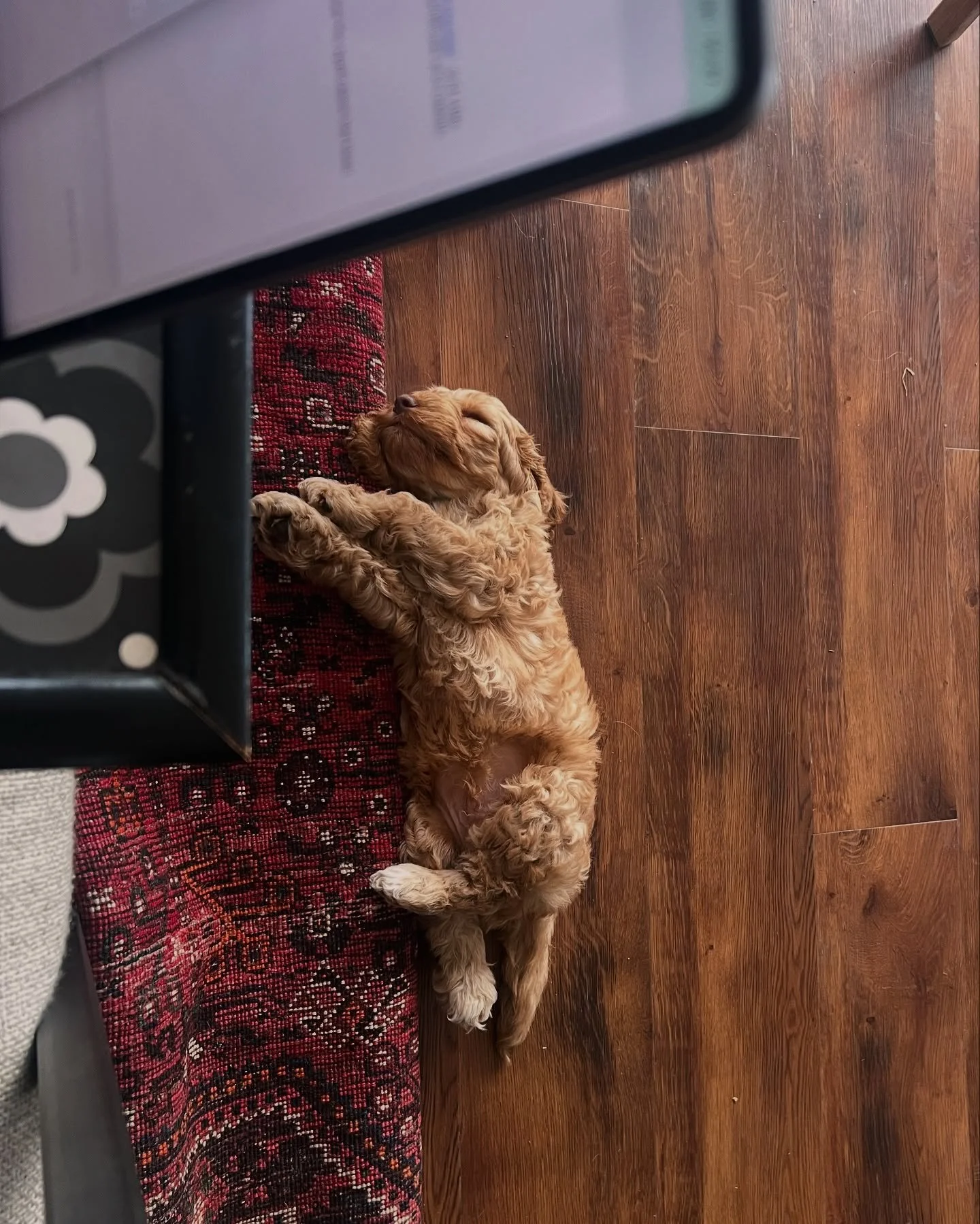 Introducing Chester // He joined the household back in January and Otis has been showing him the ropes. He got the hang of things quickly and now relaxes next to me in the office whilst I work each day. 🐾 

#NewPuppyAlert #FreelanceLife #WorkFromHom