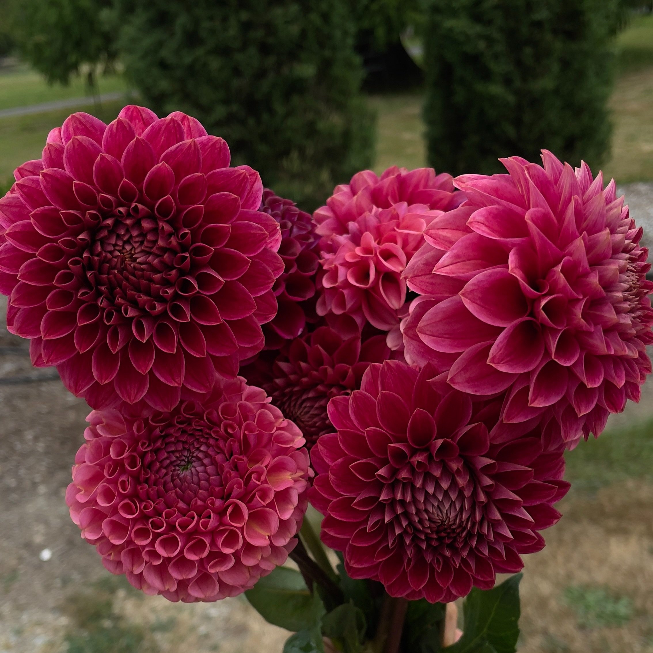 rjo.keltiecherry.jpg