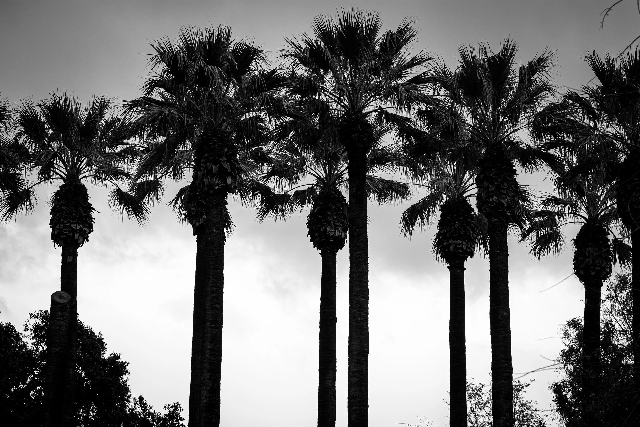 Silhouette of tall palm trees against a cloudy sky in black and white.
