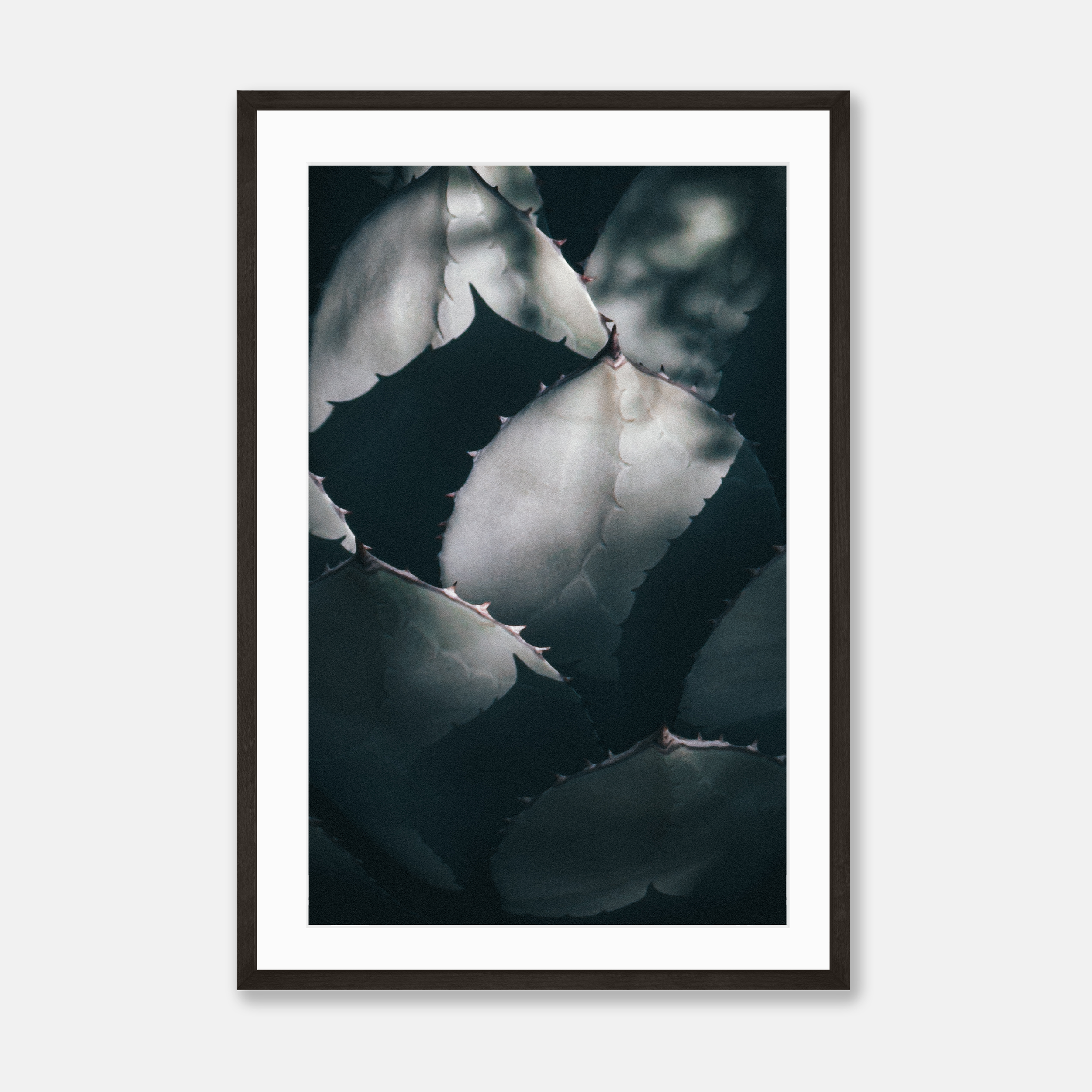 Desert Plant — Framed Print