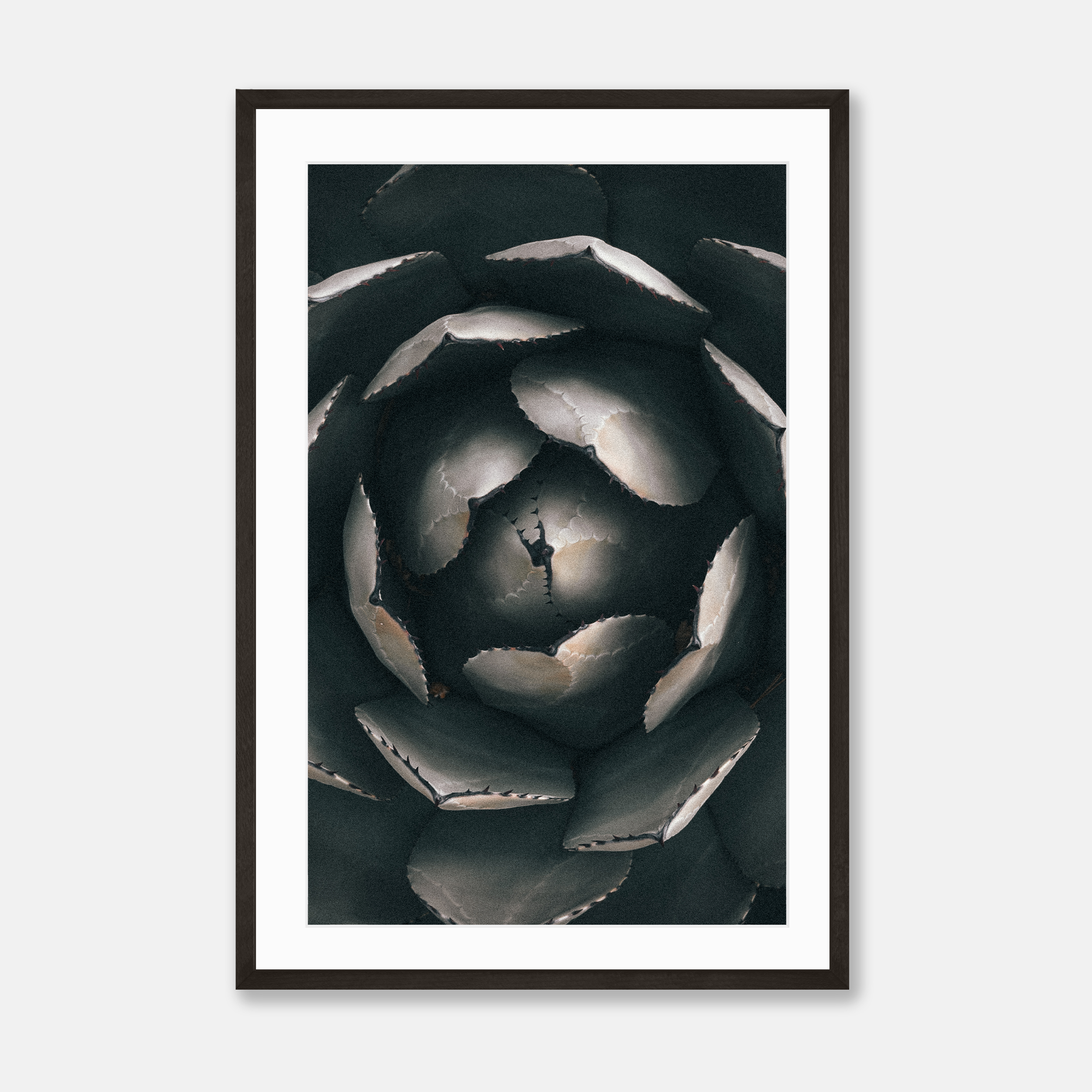 Mescal Agave — Framed Print