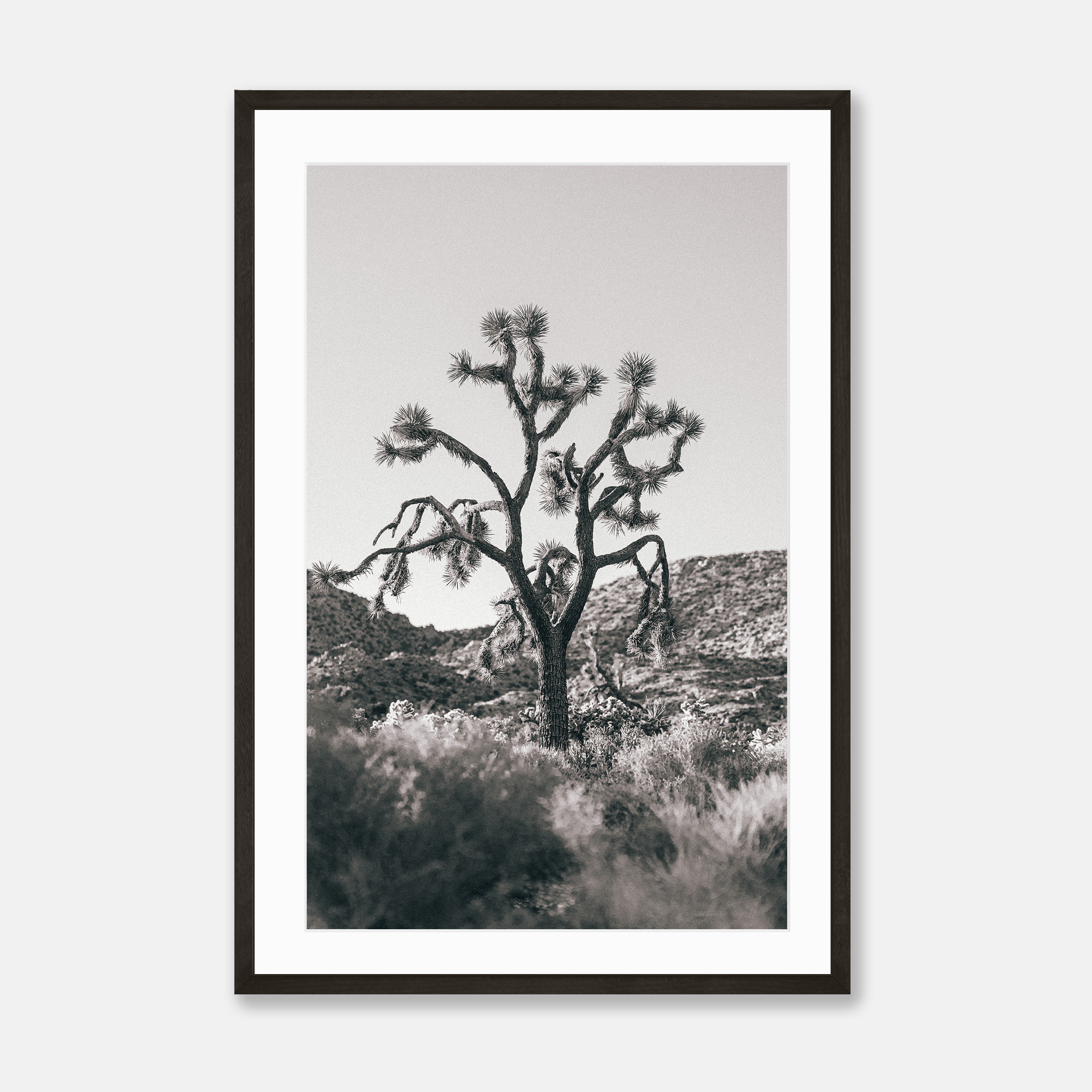 Joshua Tree (Black & White) — Framed Print