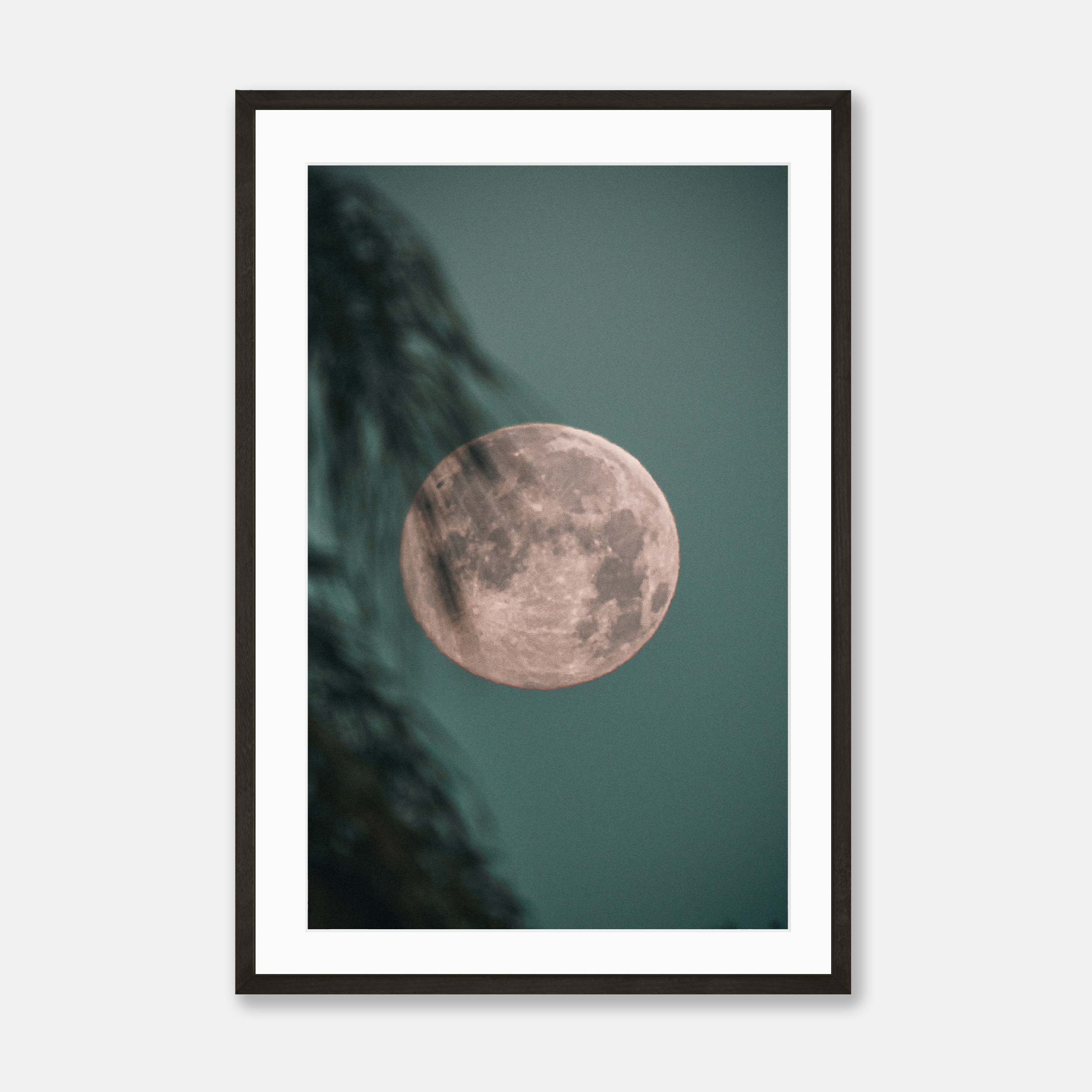 Palm Moonset — Framed Print