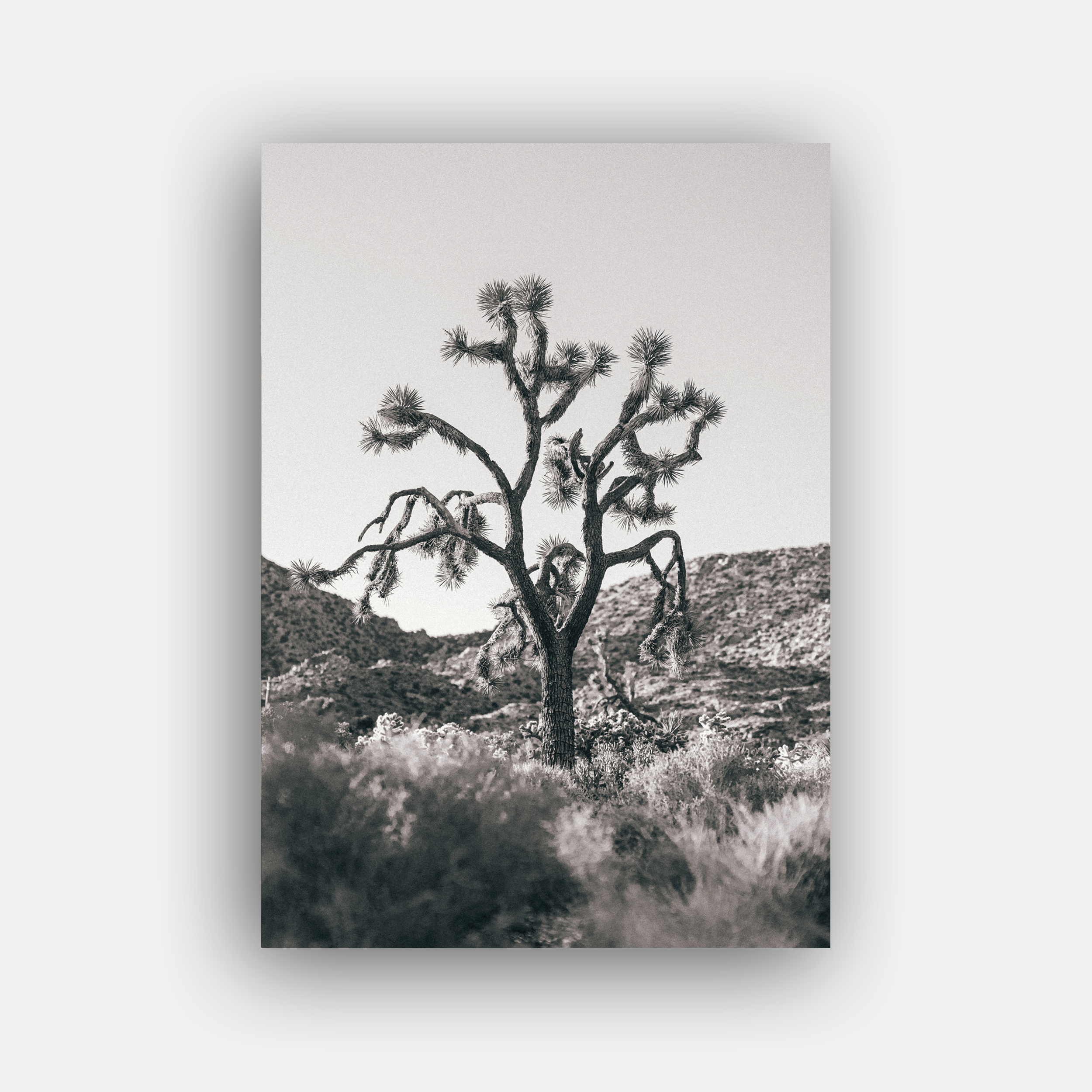 JOSHUA TREE (BLACK & WHITE)