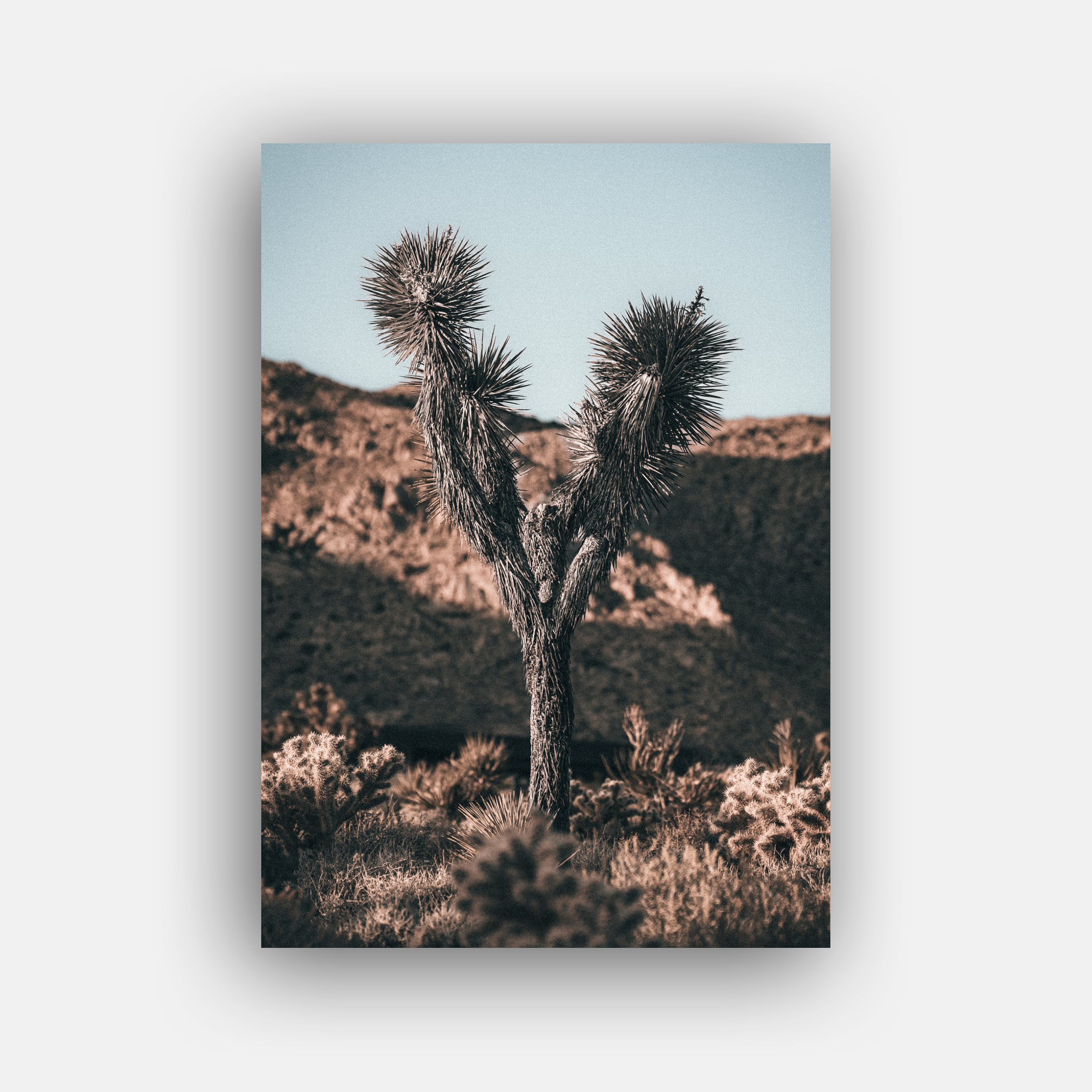 JOSHUA TREE SUNRISE