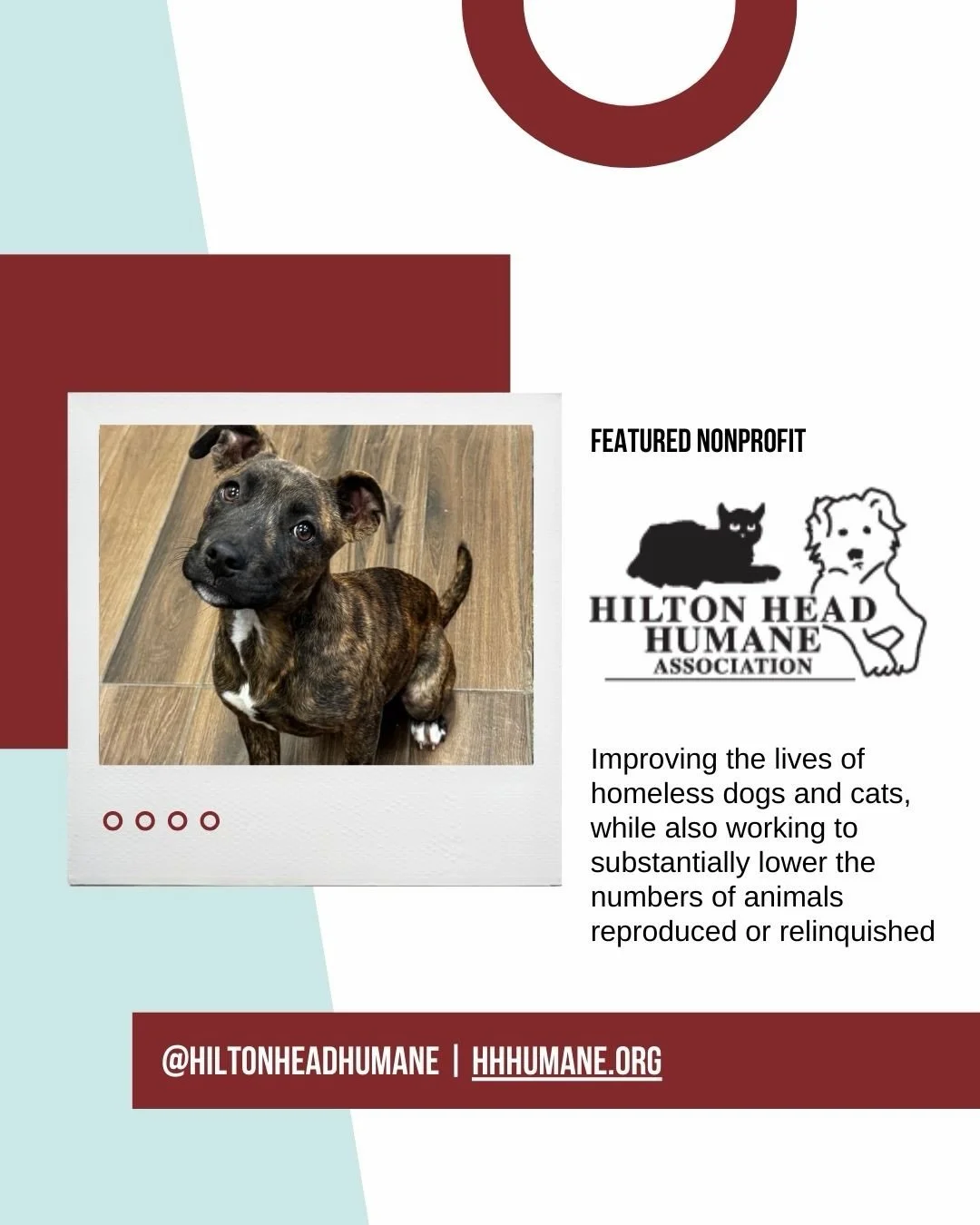 Meet our February 2026 nonprofit - @hiltonheadhumane 

An organization doing truly life-changing work right here in the Lowcountry. Over the past year alone, they&rsquo;ve cared for more than 10,000 abandoned, injured, abused, and feral cats and dogs