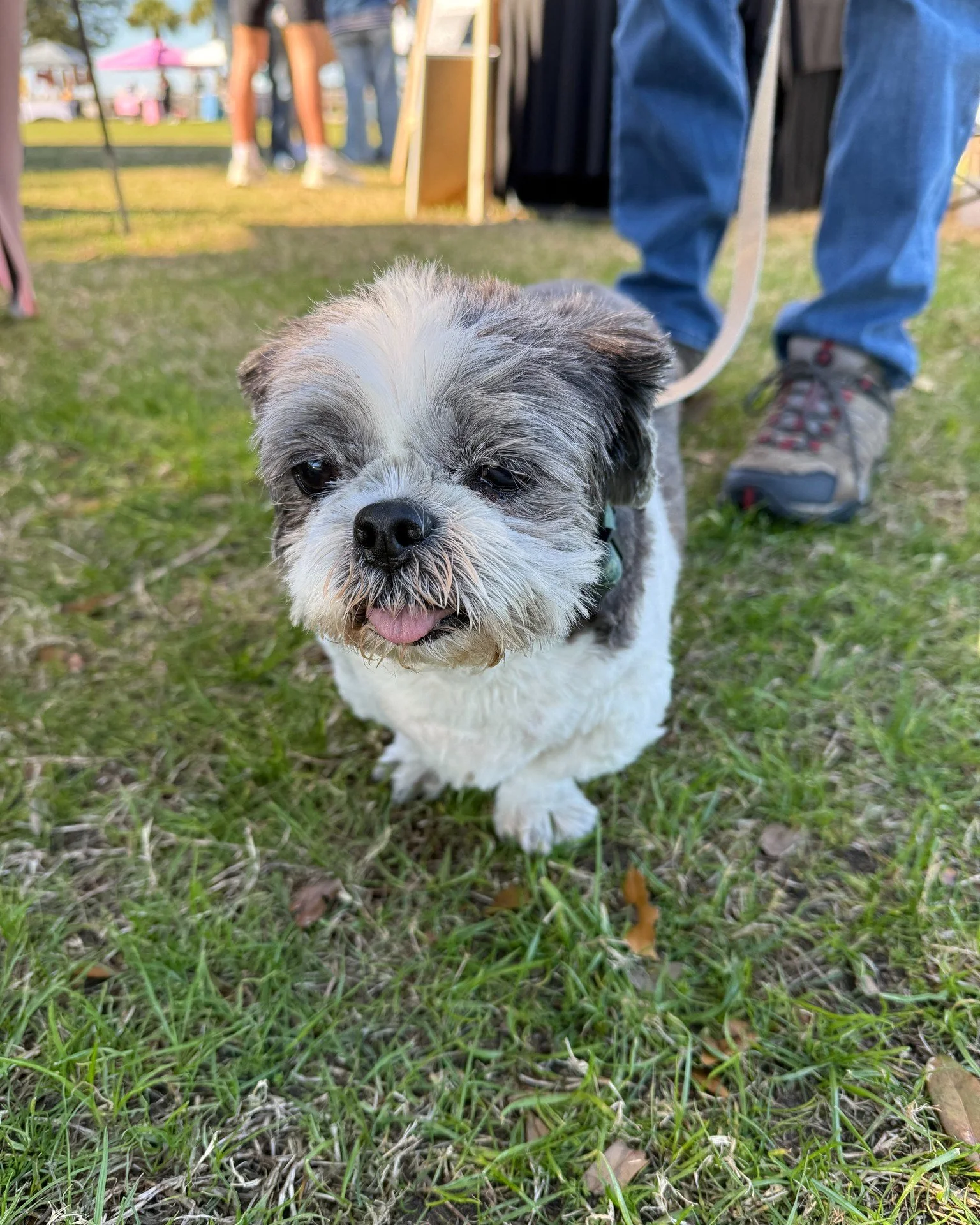 We LOVE seeing your furry friends at the Hilton Head Community Market!

This market is for the whole family, and yes, that absolutely includes your dogs. 

We even have local vendors who bring the goods just for them.

Dog treats, food options, and a