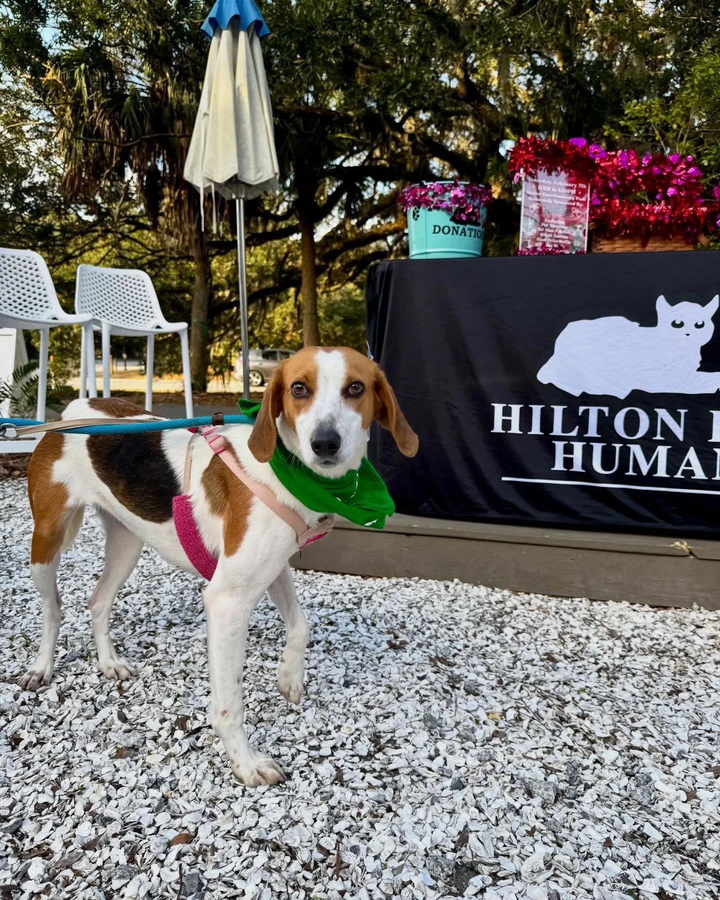 This weekend is your last chance to see our February nonprofit, @hiltonheadhumane 

This nonprofit is dedicated to protecting and improving the lives of homeless dogs and cats throughout the Lowcountry. 

They focus on rescuing and rehabilitating aba