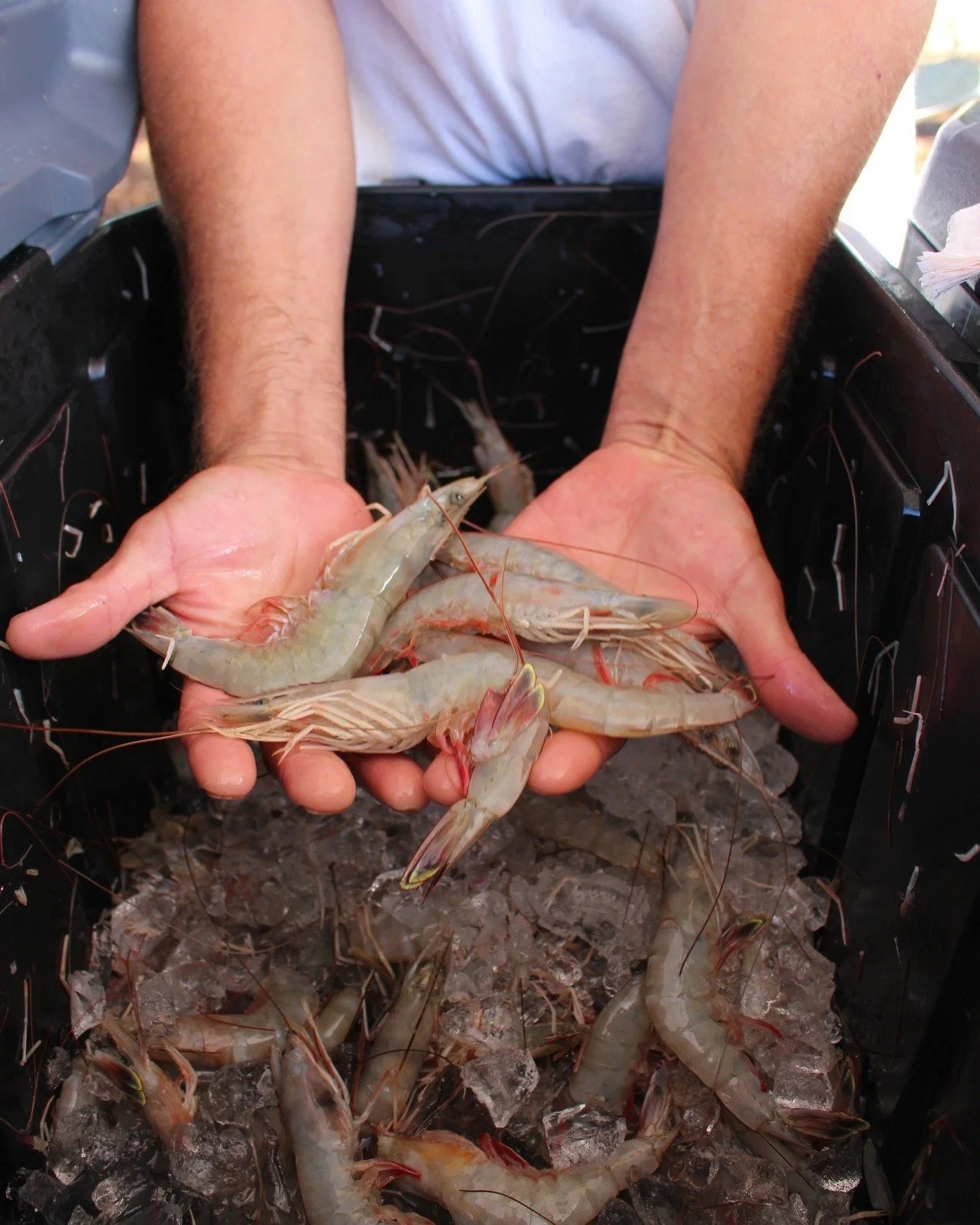 Vendor Spotlight: Carolina Seafood &amp; Produce

Get a taste of the Lowcountry with Carolina Seafood &amp; Produce! Known for their fresh, high-quality seafood, fruits, and vegetables, they bring the best of the coast and farm straight to your table