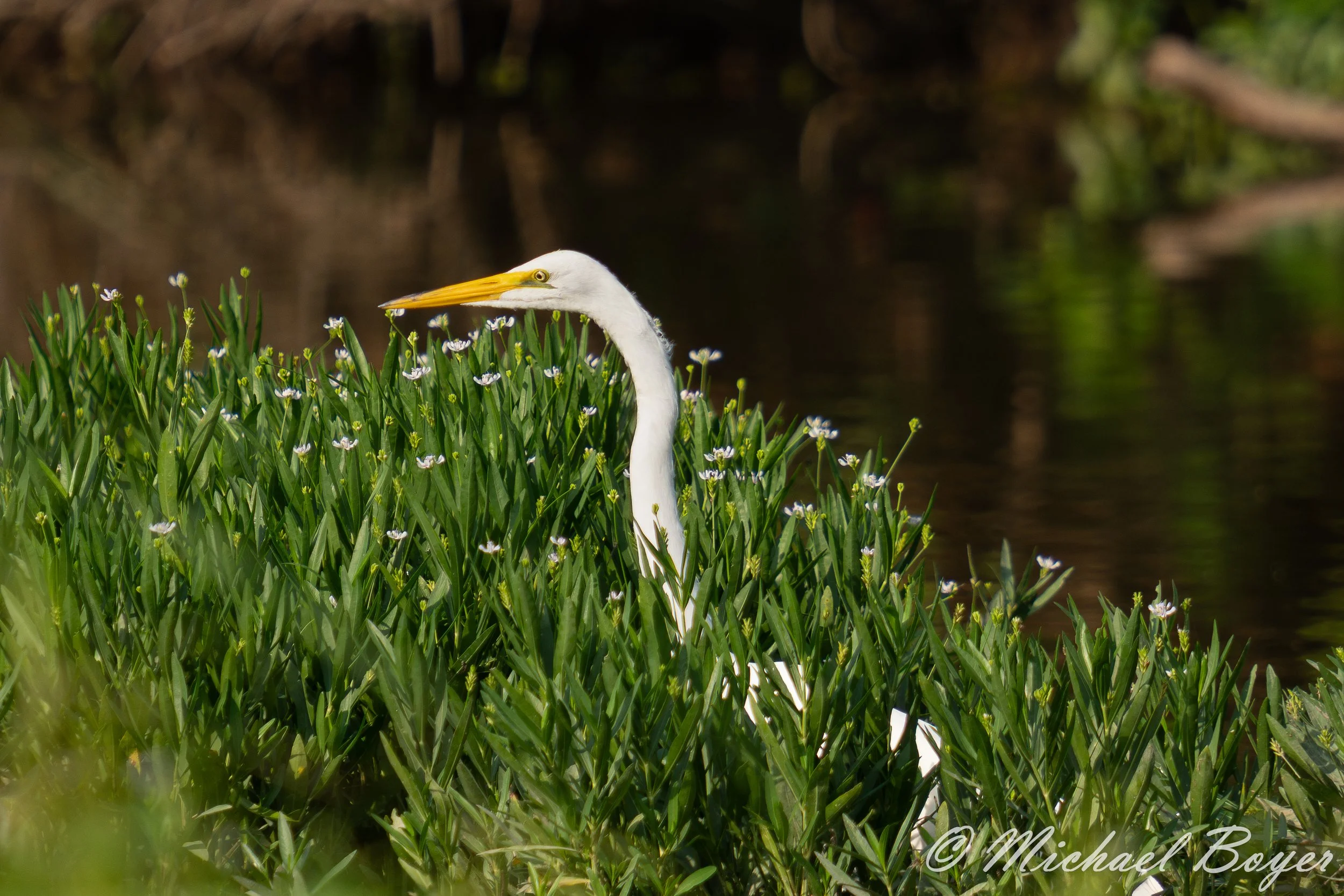 MJB08016-1.jpg