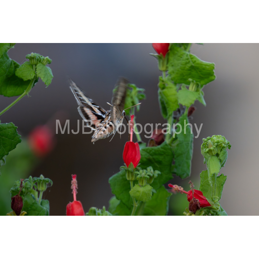 image_original_eb288cc938636efbc2f2a343dec61dd8.png