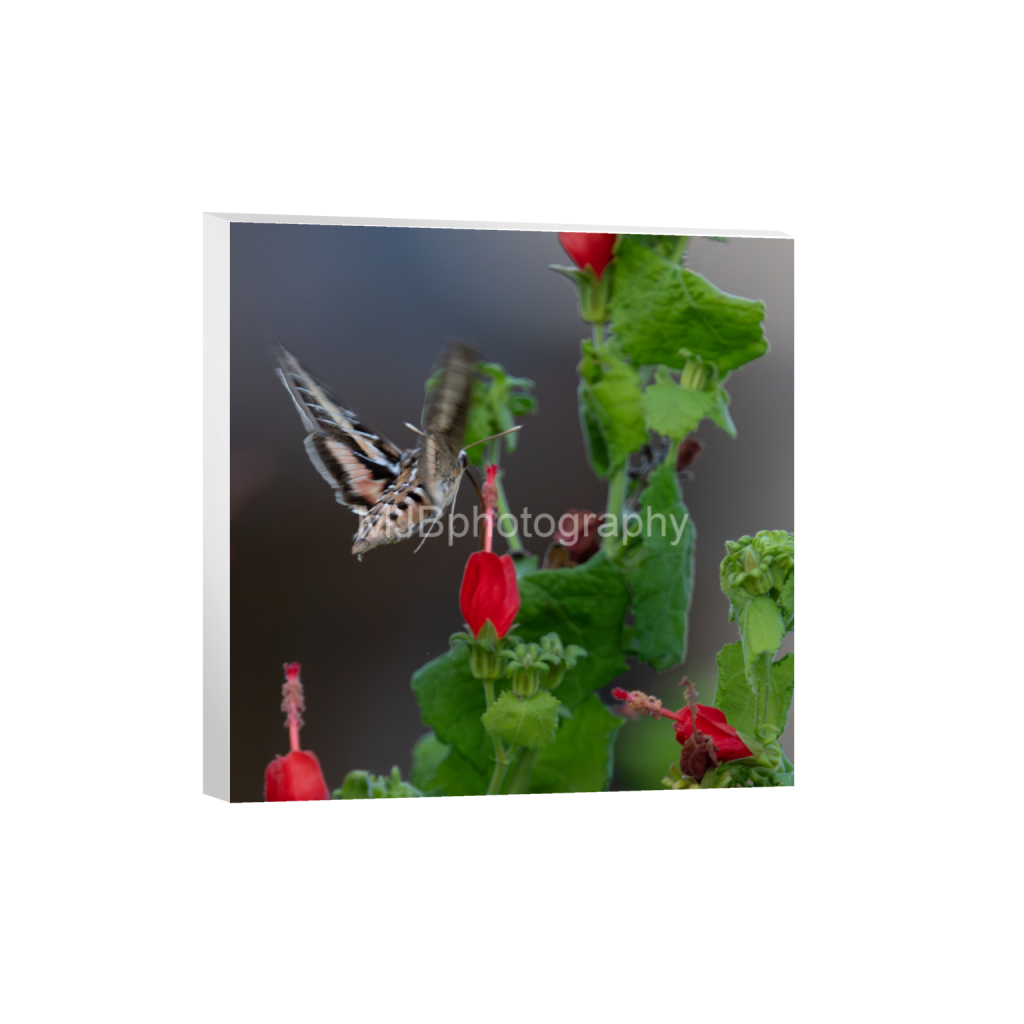 ptq_7_0_1341_0_4128_4128_0_false_ffffff_0_0_eb288cc938636efbc2f2a343dec61dd8.png