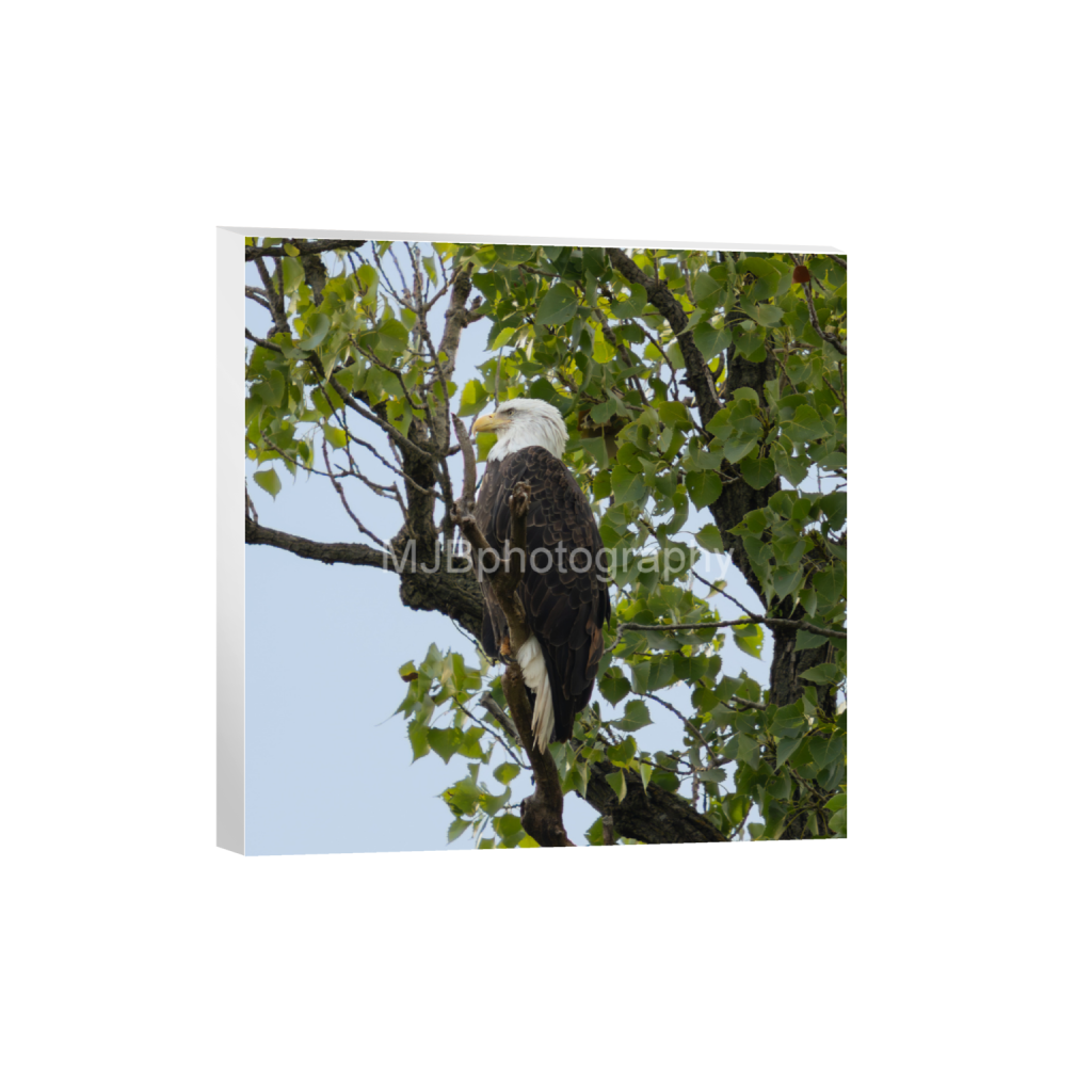 ptq_7_0_0_364_2918_2918_0_false_ffffff_0_0_eb288cc938636efbc2f2a343dec61dd8.png