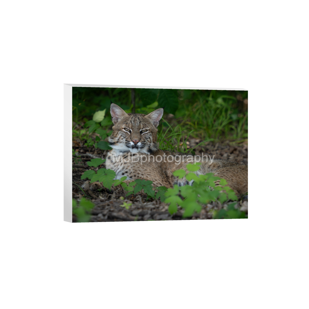 ptq_7_5_356_0_4648_3486_0_false_ffffff_0_0_eb288cc938636efbc2f2a343dec61dd8.png