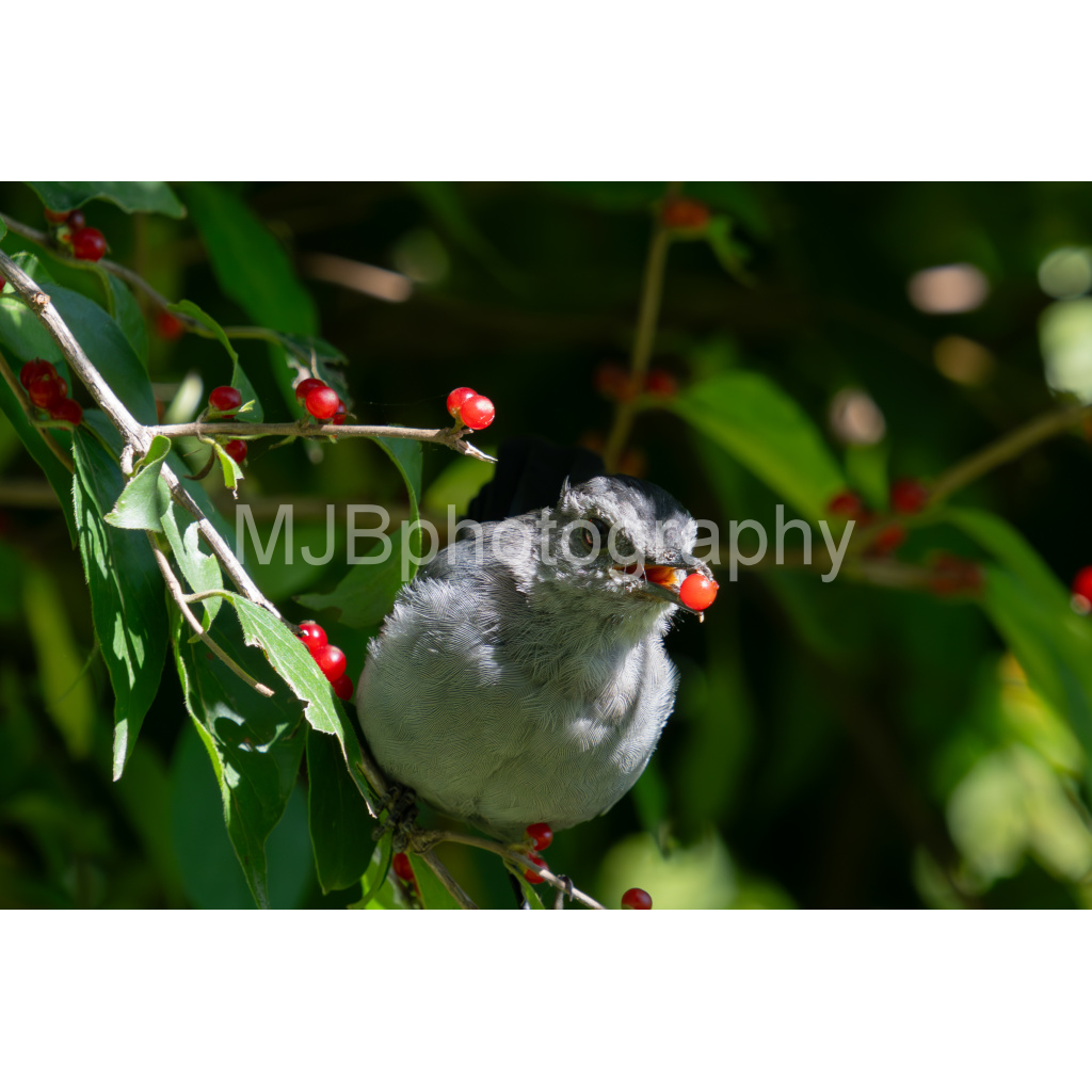 image_original_eb288cc938636efbc2f2a343dec61dd8.png