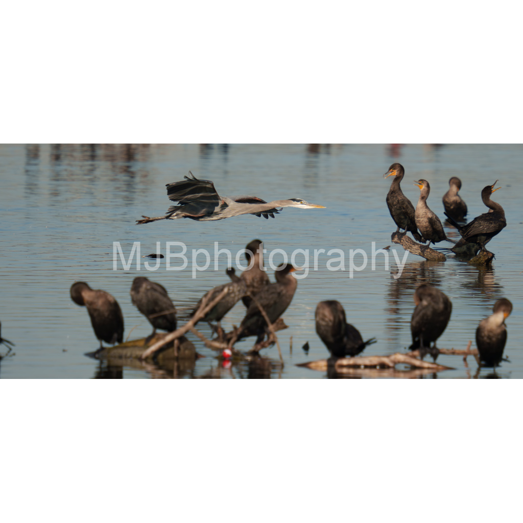 image_original_eb288cc938636efbc2f2a343dec61dd8.png