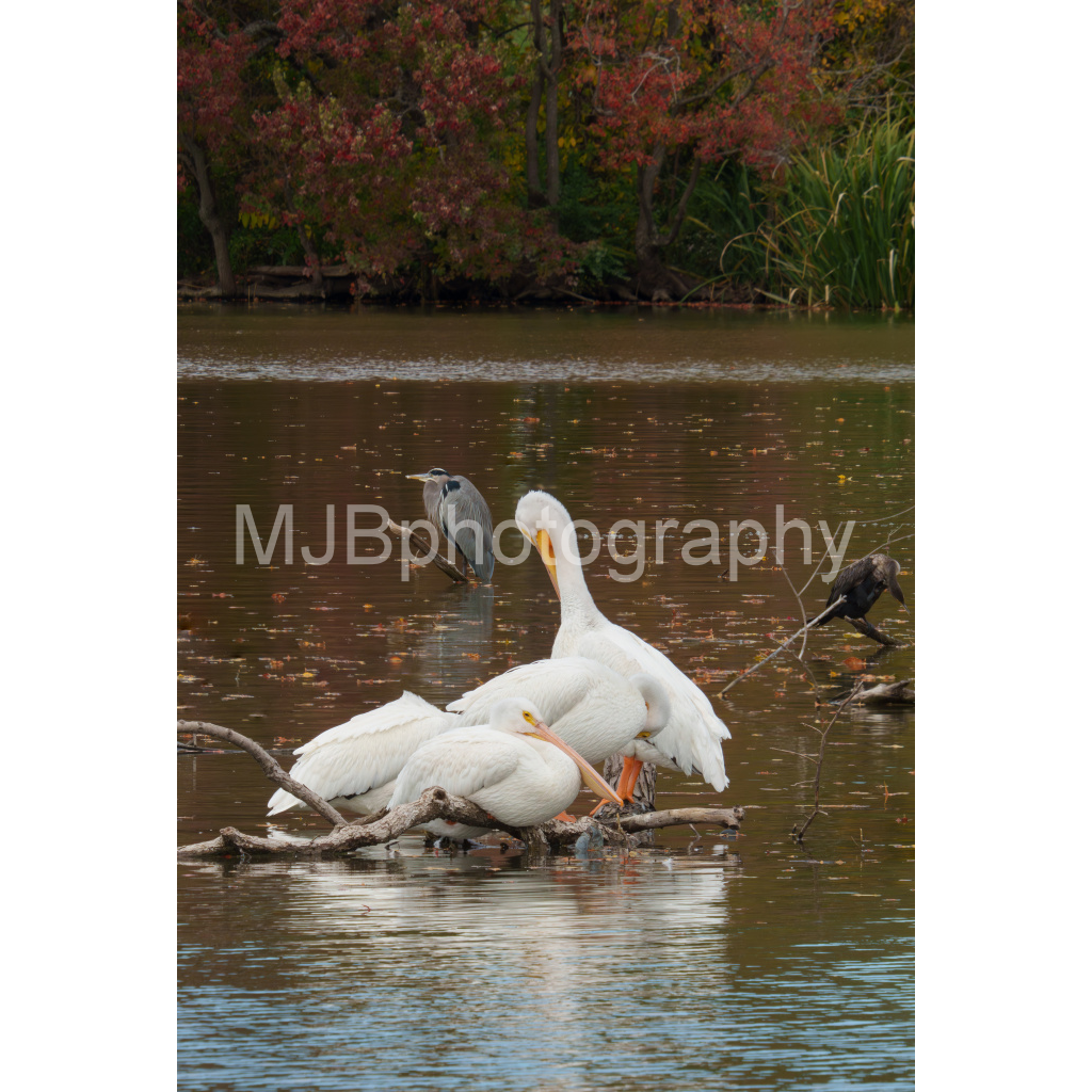 image_original_eb288cc938636efbc2f2a343dec61dd8.png