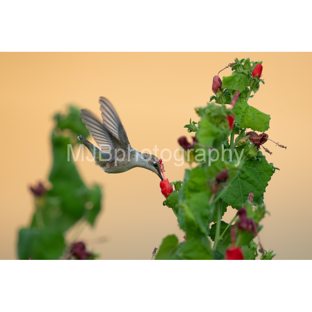 image_original_eb288cc938636efbc2f2a343dec61dd8.png