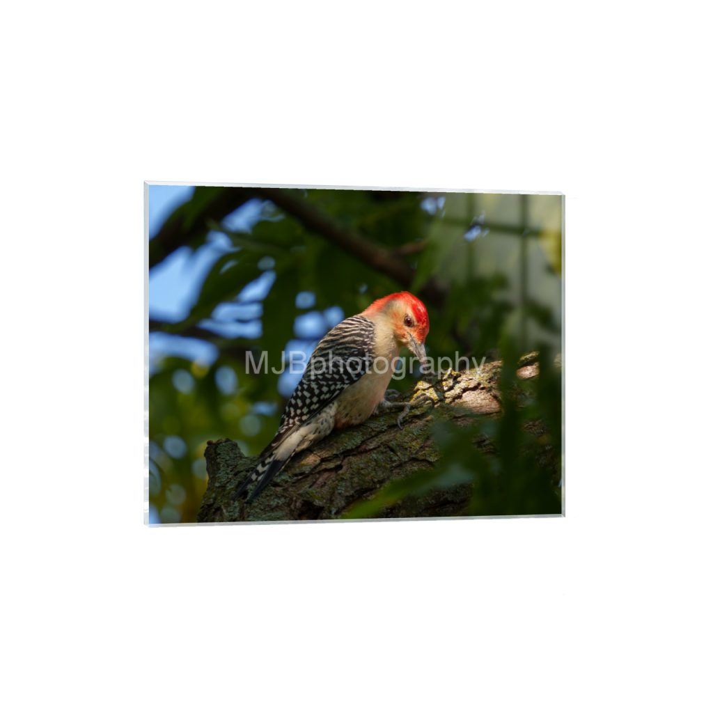 ptq_17_6_685_0_3987_3190_0_false_ffffff_0_0_eb288cc938636efbc2f2a343dec61dd8.png