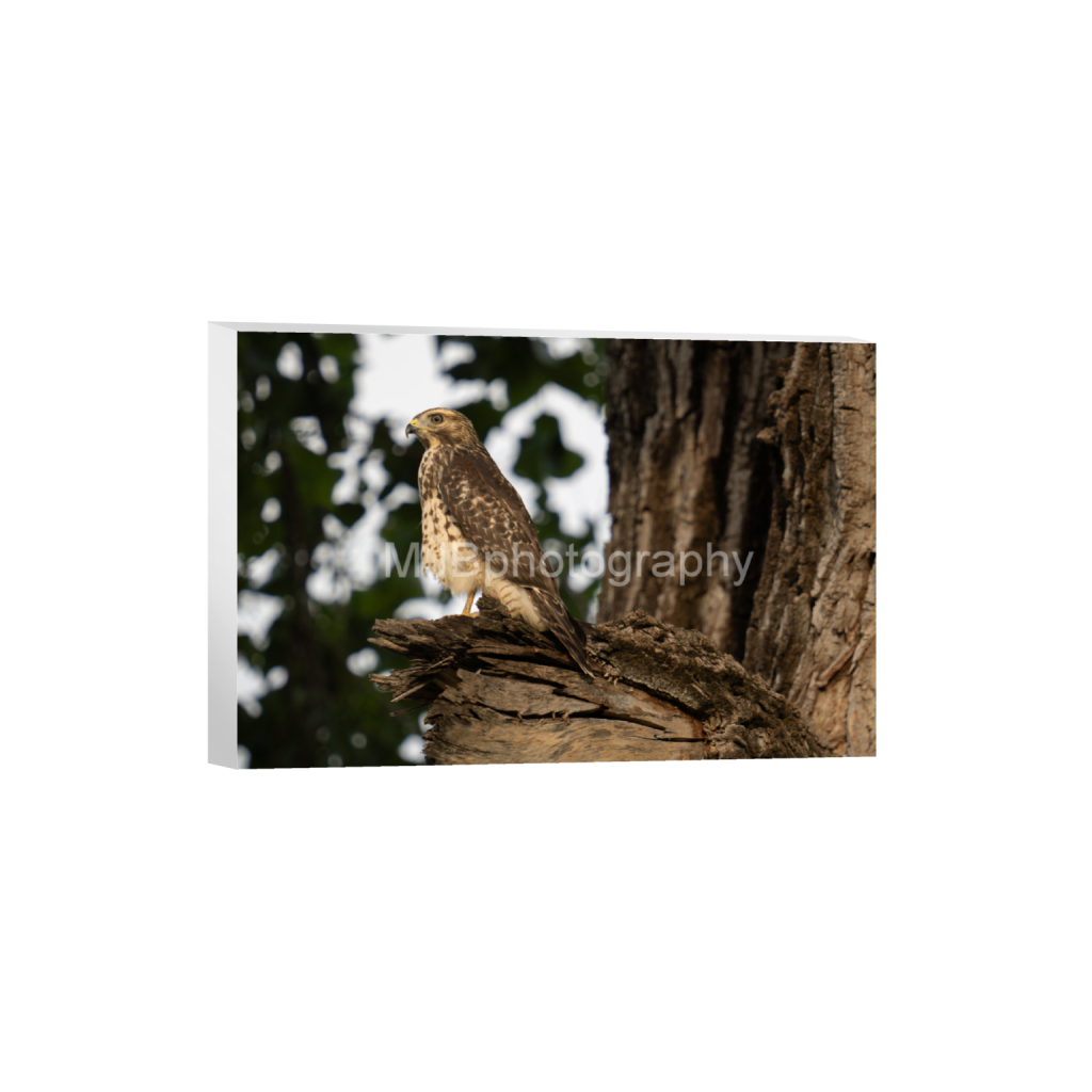 ptq_7_3_0_0_5011_3341_0_false_ffffff_0_0_eb288cc938636efbc2f2a343dec61dd8.png