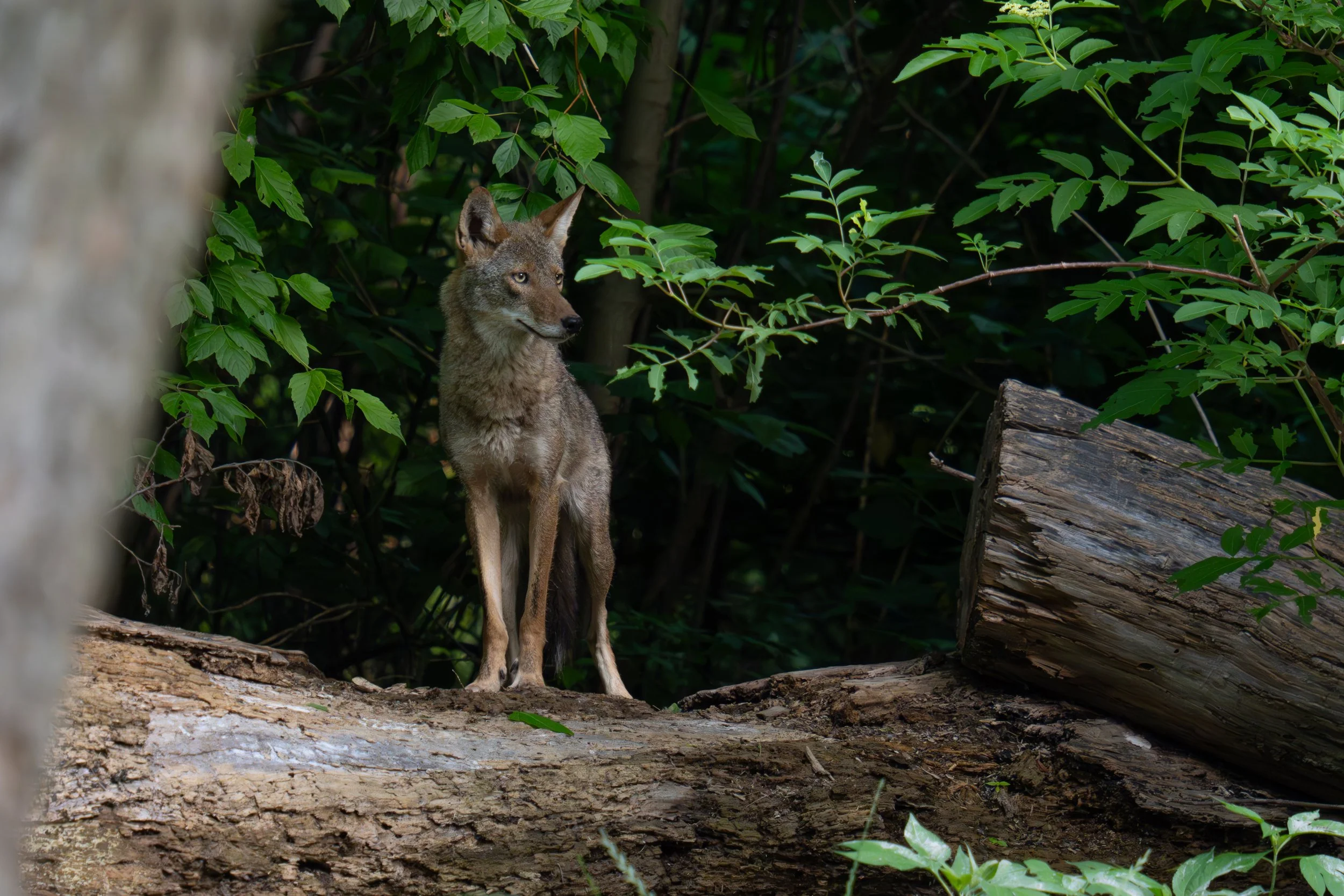 Wildlife