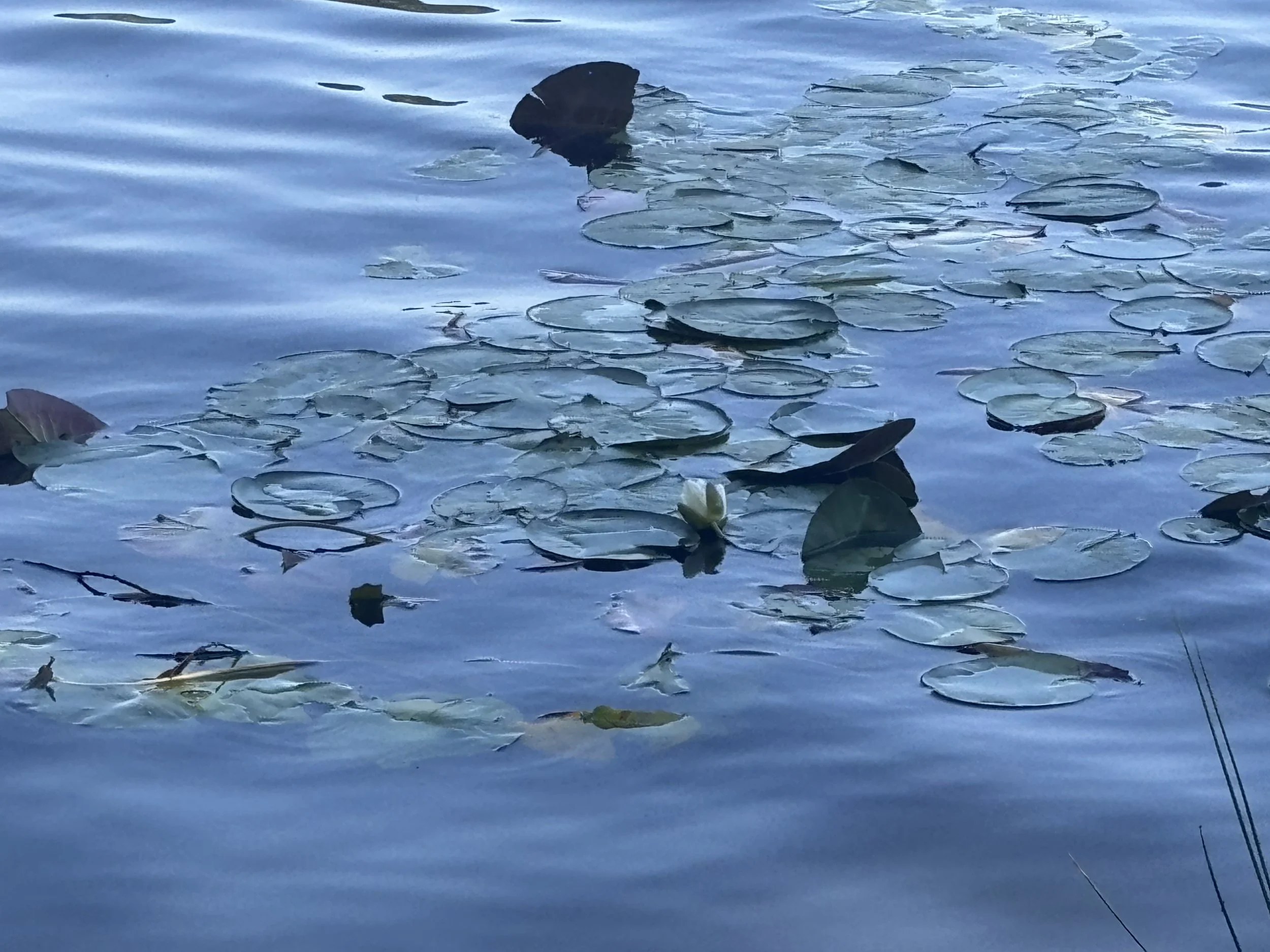 Irvin Yalom on the four dilemmas of existence: Death, freedom, isolation and meaninglessness.